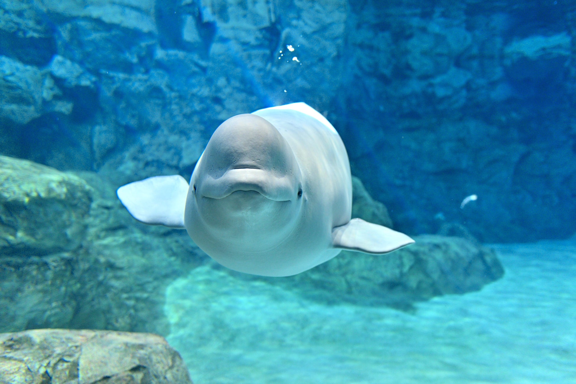 ナルトを祝う忍里の祭典 ニジゲンノモリ『うずまきナルト誕生祭2025』9月より開催