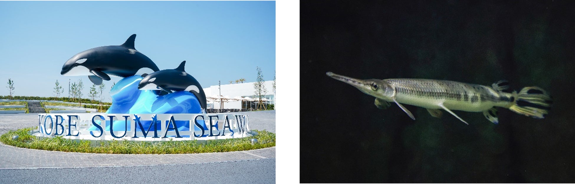 【神戸須磨シーワールド】イルカやサメについて学んでみよう!飼育員と楽しく学ぶ教育プログラム「生きものスマシースクール」9月~11月に開催