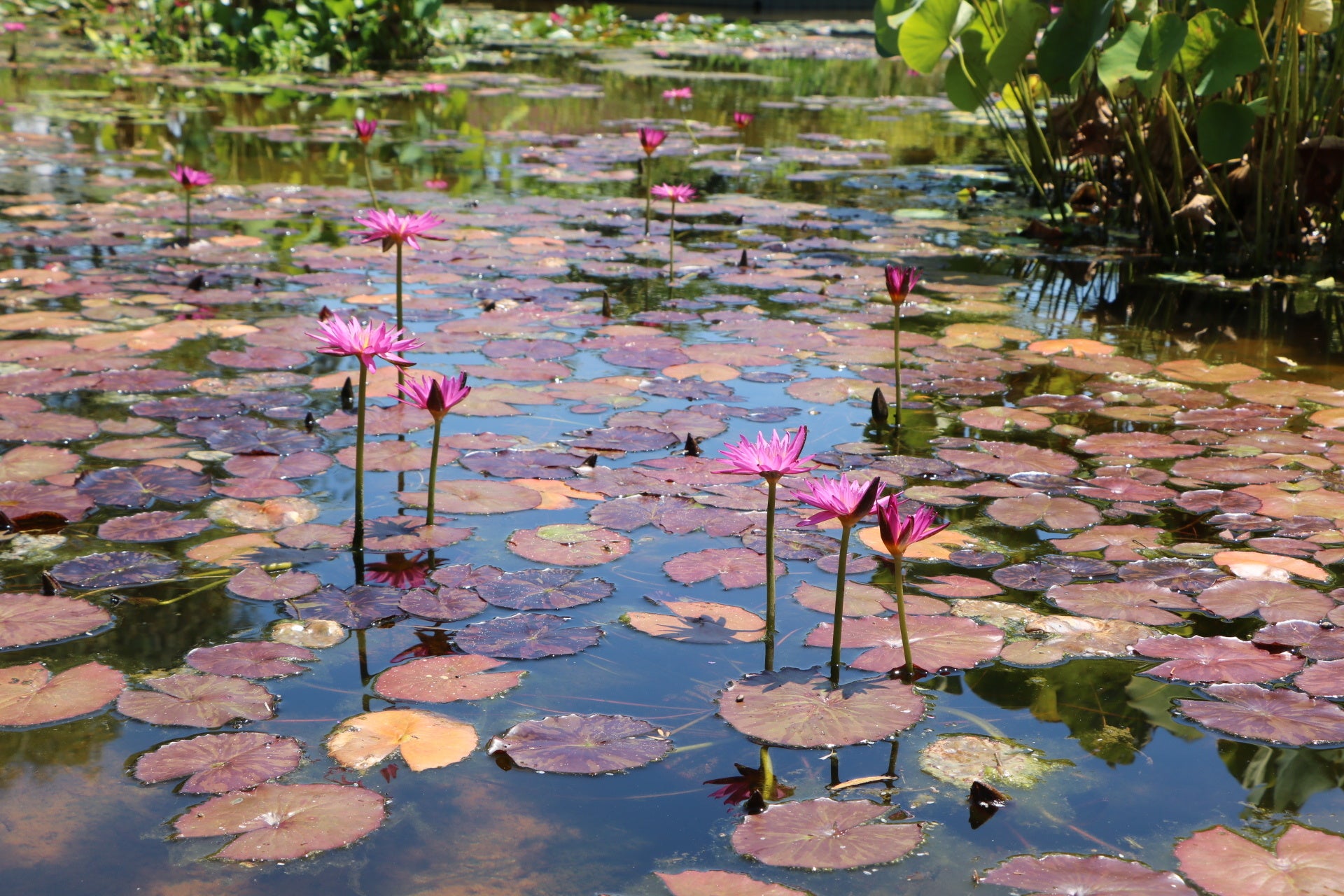船橋競馬場にて初開催!水鉄砲で撃ち合うウォーターイベント「水合戦~Water Battle~ in 船橋競馬場」計200名の鉄砲隊員(参加者)を募集/2025年8月30日、31日(土・日)