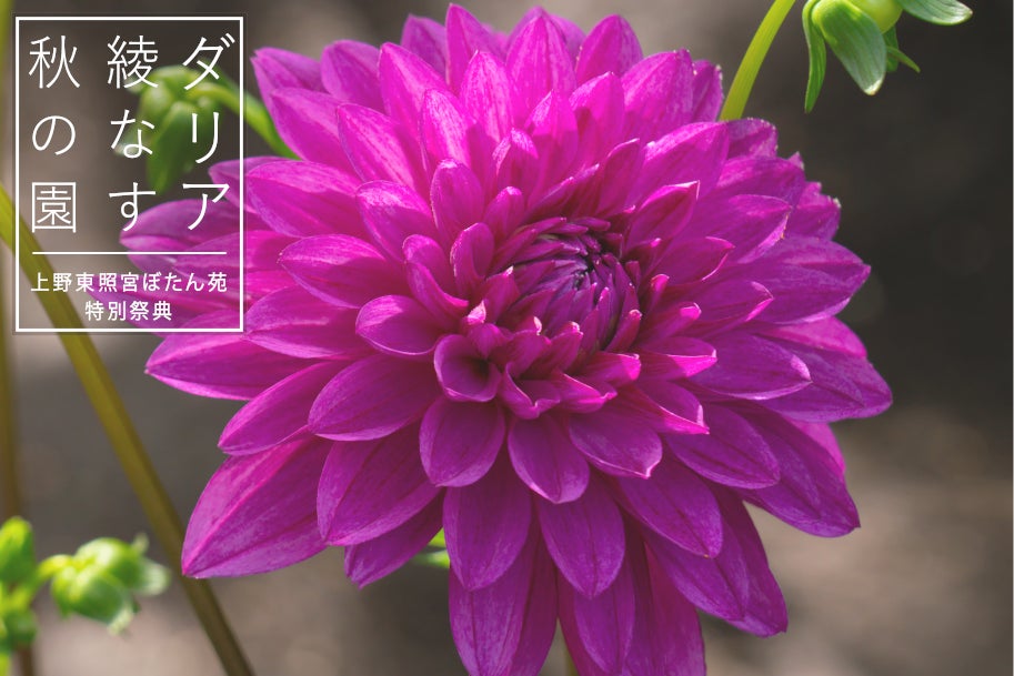 9月限定!残暑を楽しむ「ナイトプール」、オールインクルーシブステイの【メルキュール宮城蔵王リゾート&スパ】に登場