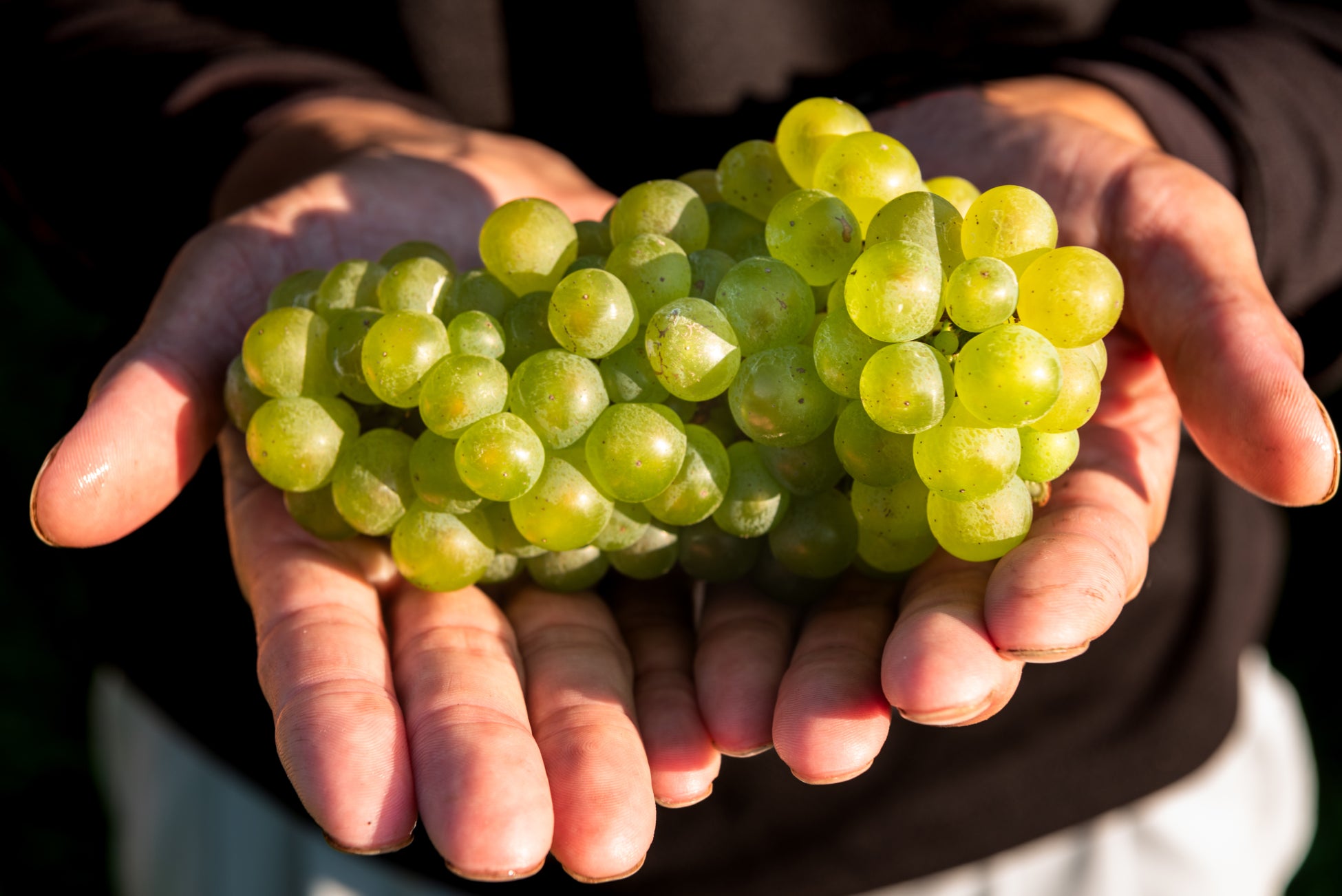 【横浜ベイホテル東急】マロン×秋の味覚で“秋スイーツの旅”へ!観覧車イルミネーションとともに楽しむご褒美ブッフェは9月1日予約開始!