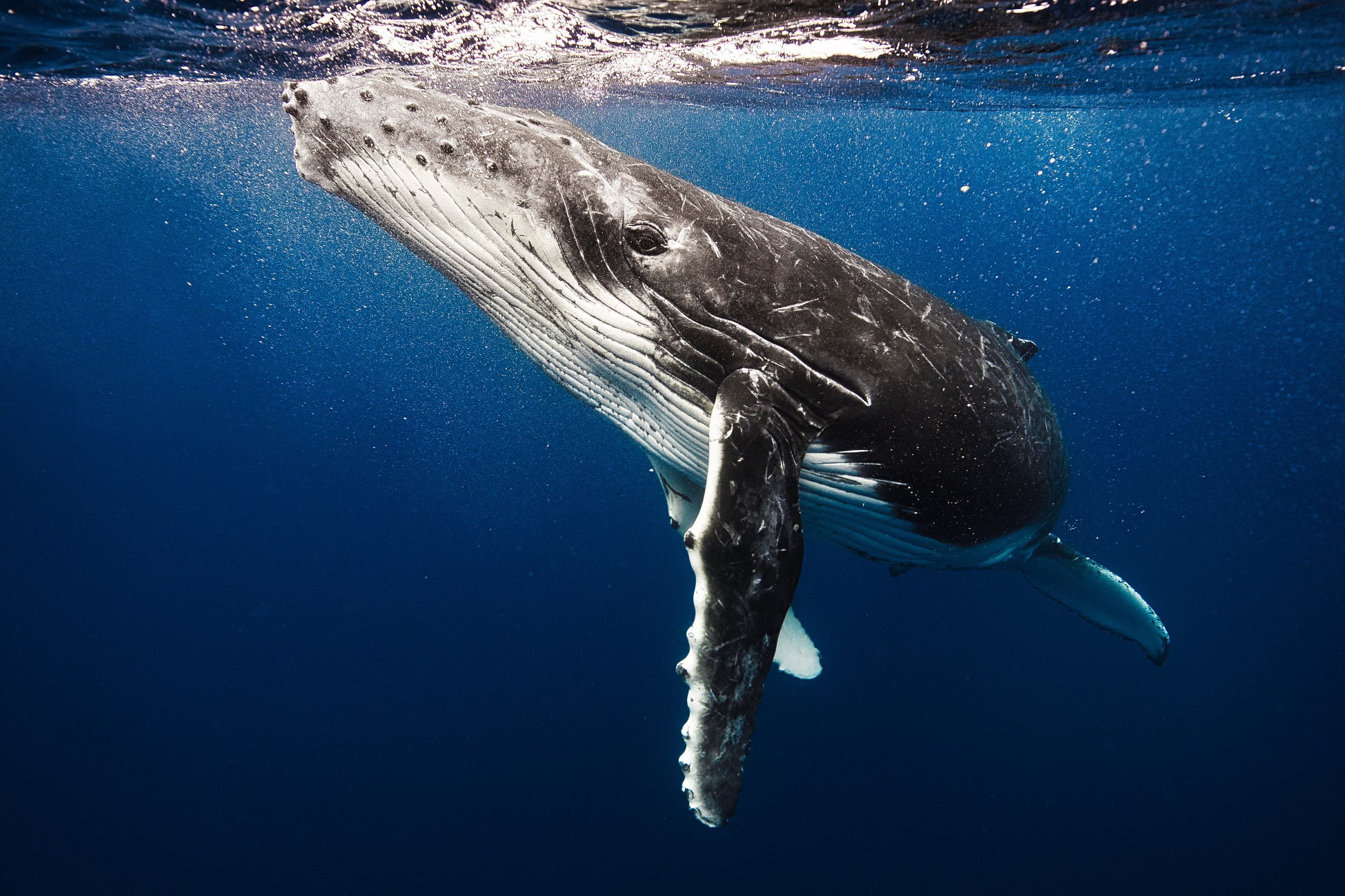 LA SPORTIVA、シリーズ史上最高のクッション性を誇るマウンテンランニング®シューズ「PRODIGIO MAX」を9月1日より順次発売開始!