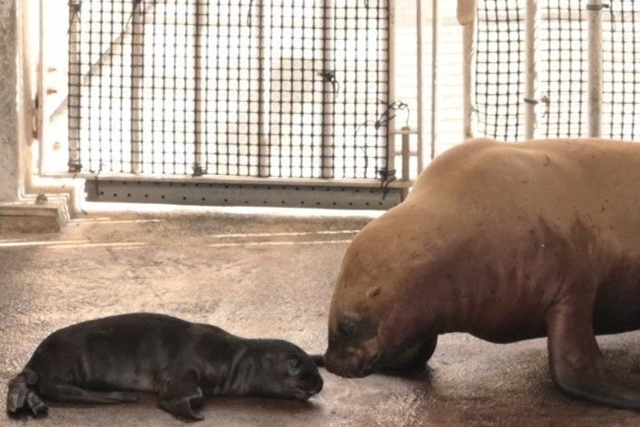 日本最大級の冬の光の祭典!神戸イルミナージュと大阪城イルミナージュが今年も開催決定!