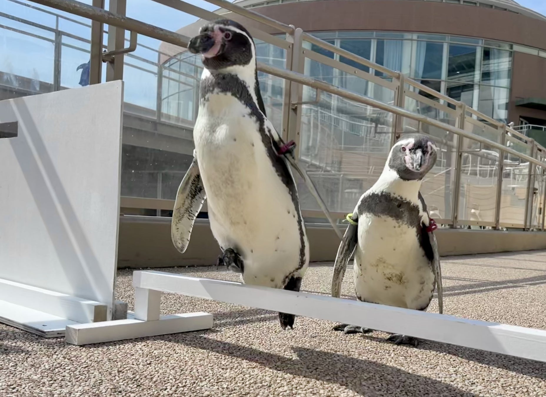 【OMO5東京五反田】グルメタウン五反田の“締め”を楽しむイベント「満チル☆五反田ナイト俱楽部」を通年開催