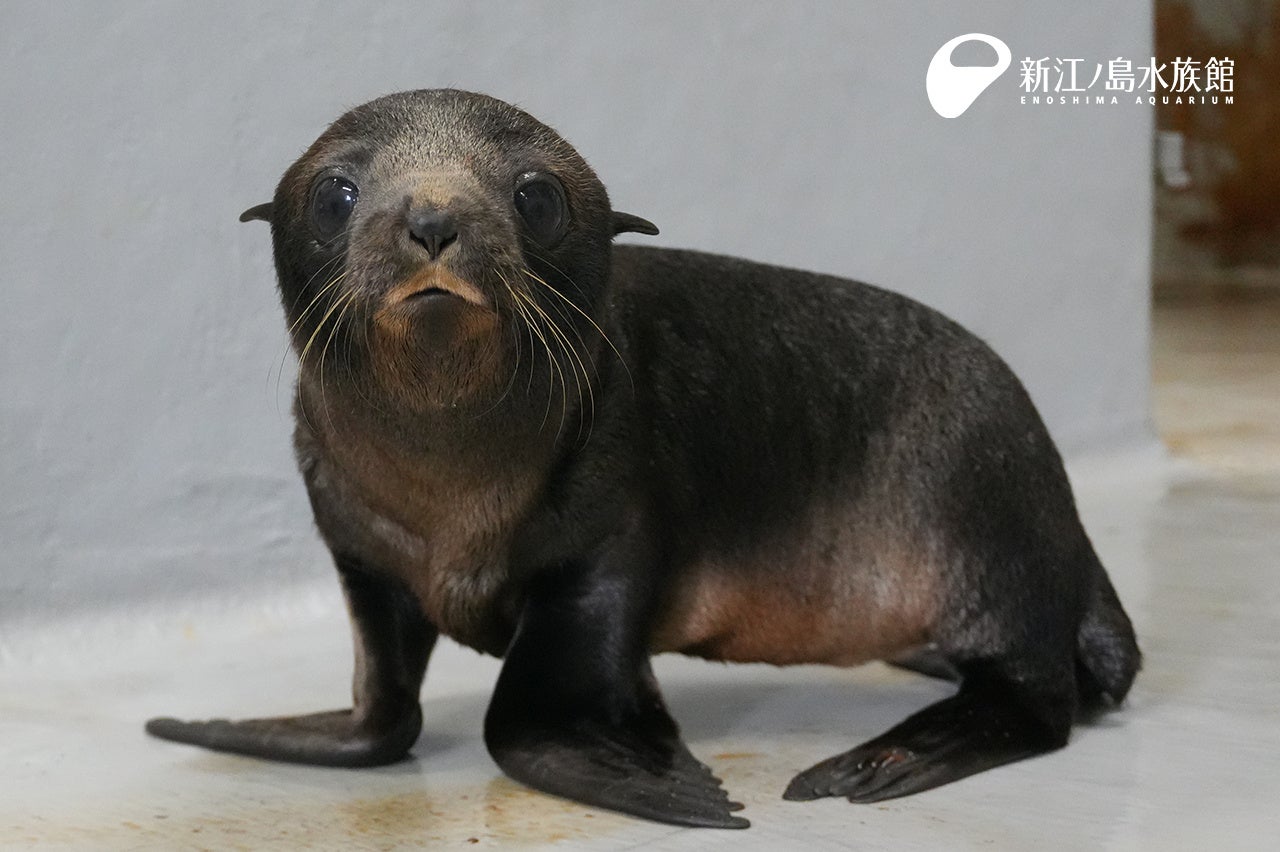 富士屋ホテル 秋の箱根旅に、ベーカリー&スイーツ ピコットのやさしい味わいを