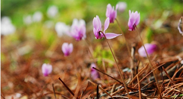 日本人旅行者向け「海外ドライブでの注意点と安心ガイド」を公開