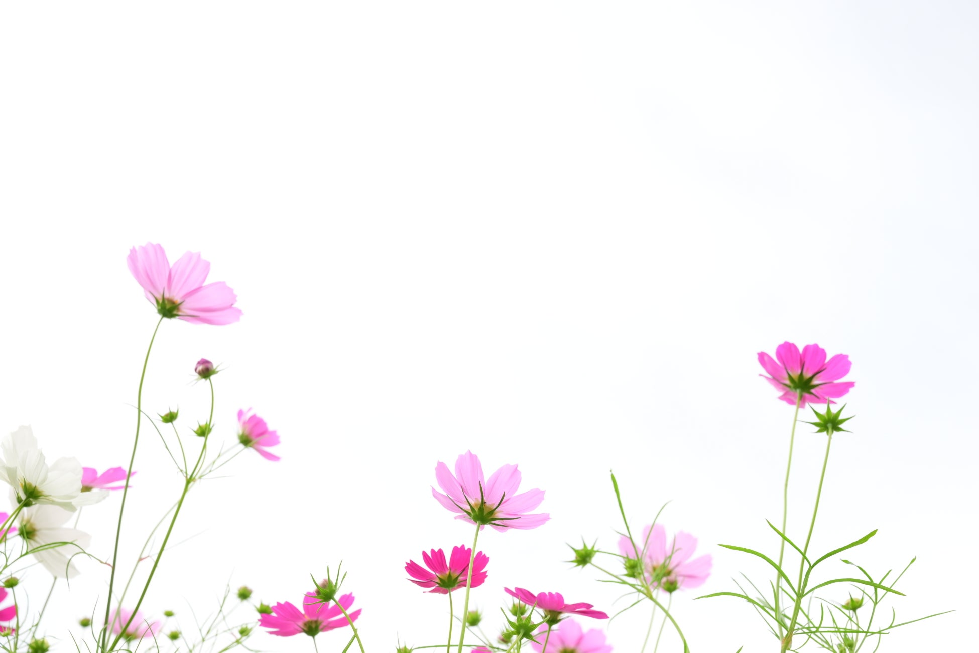 【今年の冬はシンガポールへ!!】シンガポールの図書館を12月3日~7日の5日間で巡る研修を企画