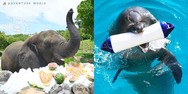 スタミナ自慢が集結!JBCクラシックへのステップレース 「東京記念(SⅡ)」を実施!!「ウマきゅん」ゲストには元サッカー日本代表の柿谷曜一朗さんが初出演!!