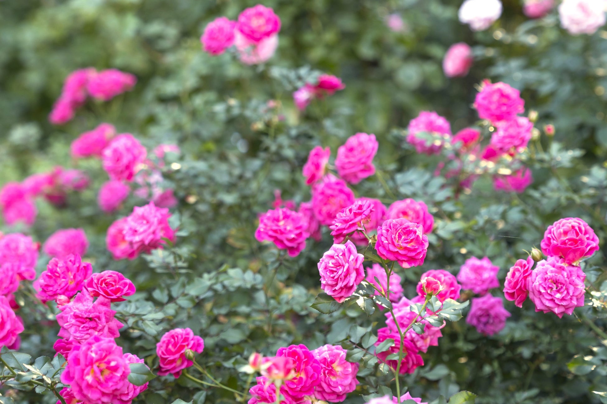 千年の京都に息づく町屋を、未来へ。「京町家-二藍-」 9月8日予約開始、12月1日開業