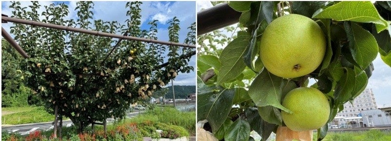 馬見丘陵公園の秋のイベント「 あきいろ マルシェ in 馬見フラワーフェスタ 」開催！