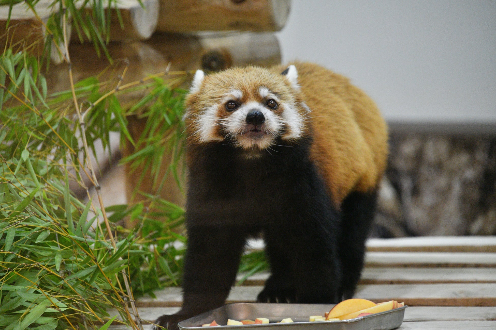 ディズニーの仲間たちが香港ディズニーランド・リゾート20周年イベントに新たなホリデー・サプライズをお届け!最高にきらめくマジカルなクリスマスパーティーを2025年11月14日(金)より開催