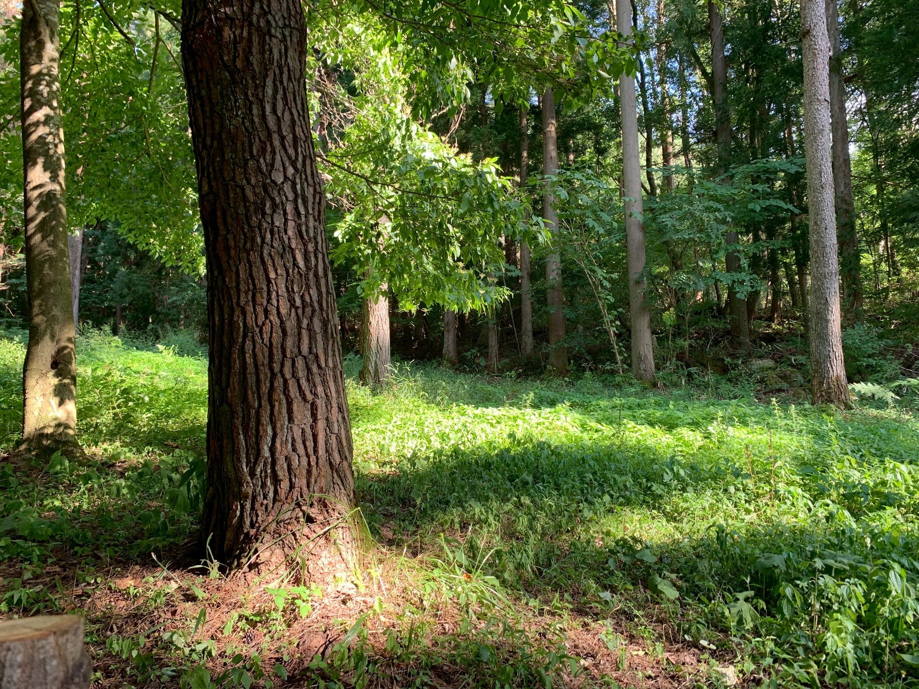 【静岡県袋井市】リニューアルした葛城北の丸スイートルーム「桜殿」宿泊をふるさと納税返礼品に登録