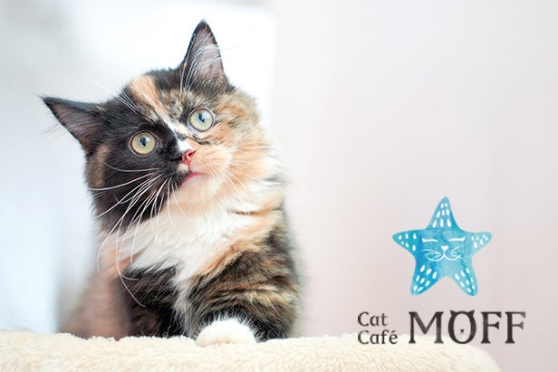 伊東の老舗駅弁店「祇園」、サッカークラブ「SS伊豆」の選手に“いなり寿し”を提供開始