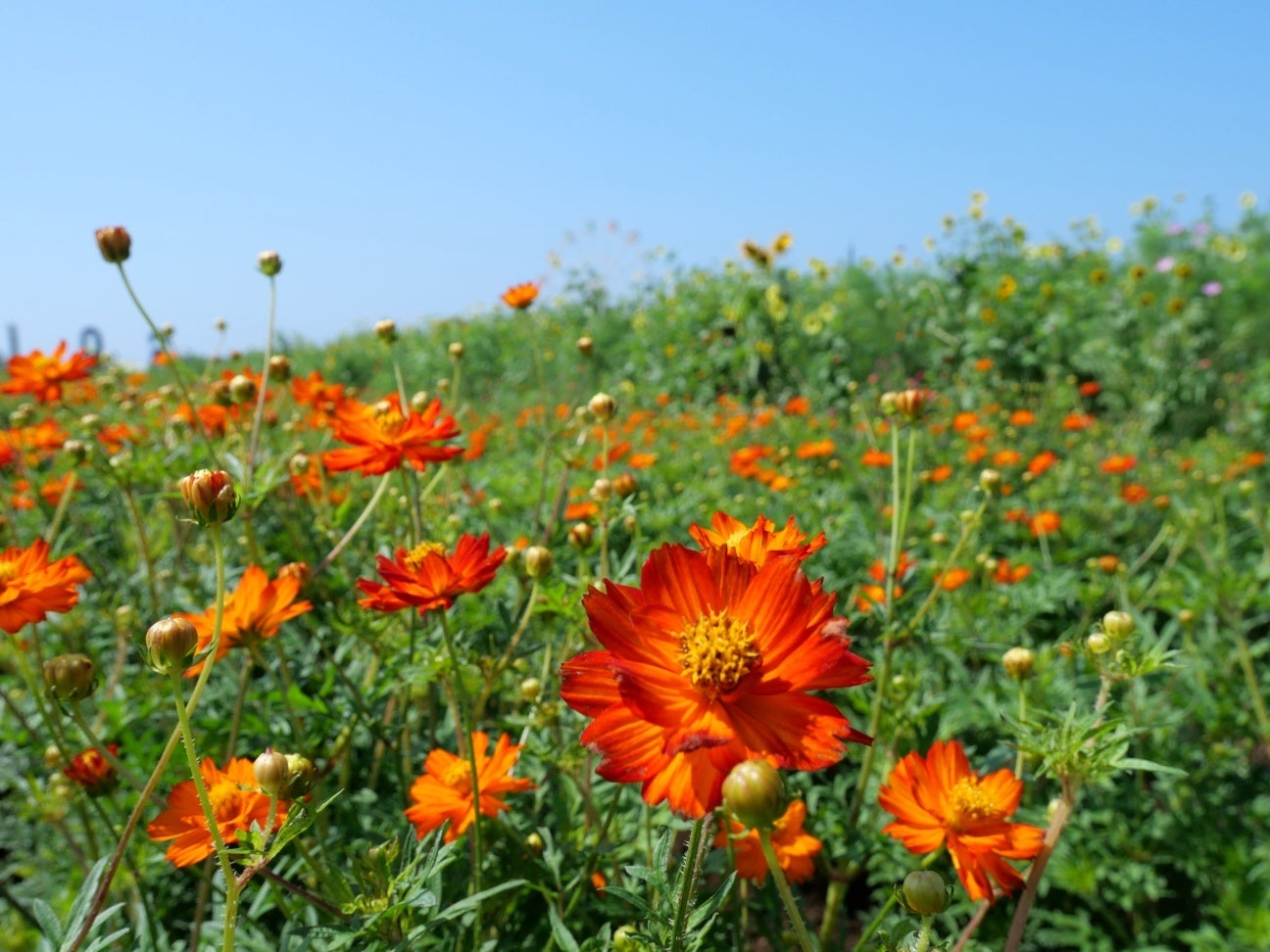 狭山スキー場2025-2026シーズン営業期間2025年10月31日(金)～2026年3月29日(日)に決定！冬到来！ゲレンデづくりは9月22日(月)より開始します。