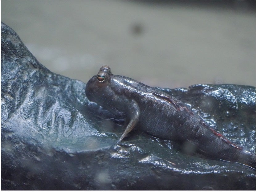 医療的ケア児や重度心身障害児と家族のための災害学習キャンプを開催。災害時を想定した体験で、日頃の備えや実際の対応などを学ぶ機会に。