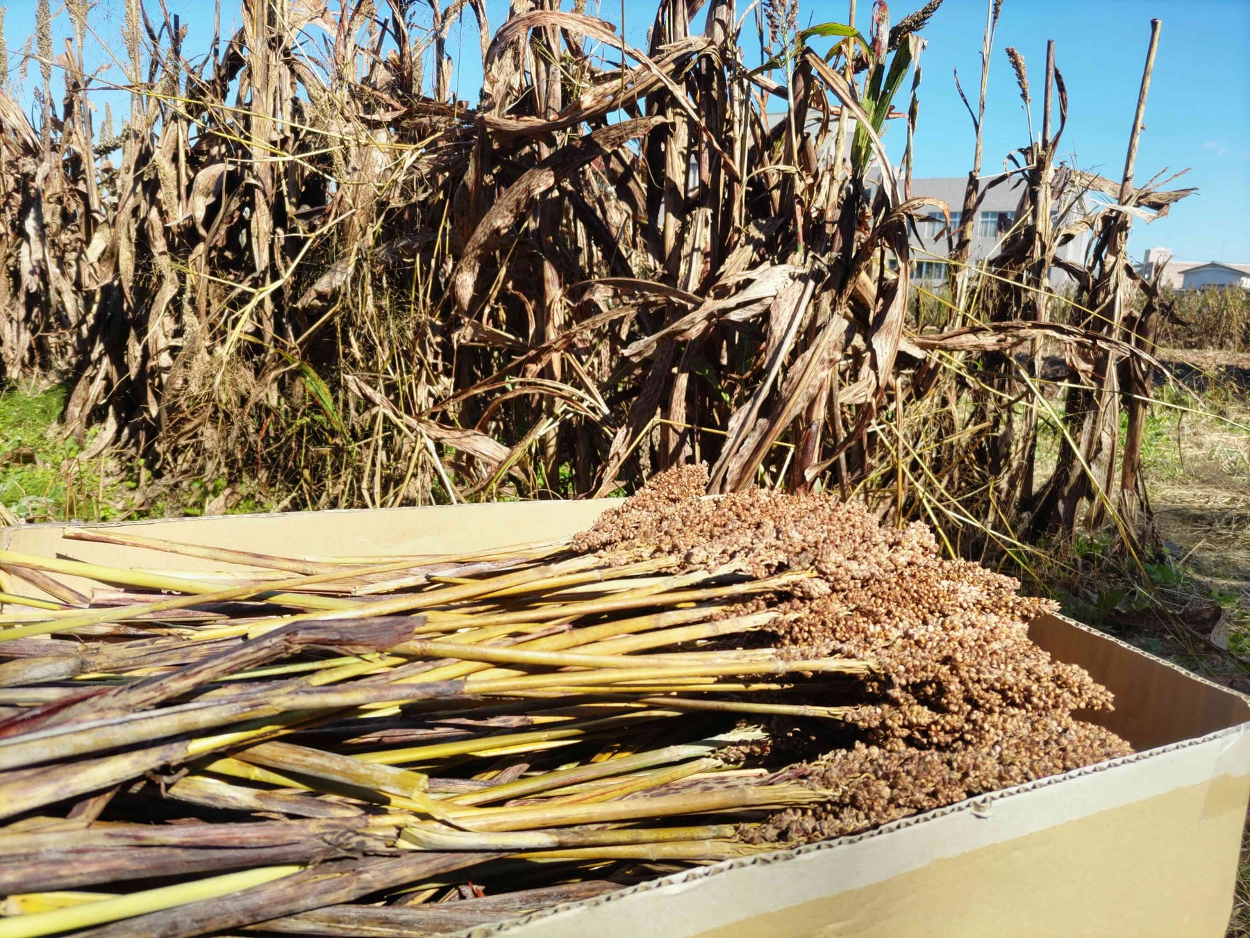 サウナ王プロデュース。神戸・舞子に“ととのい革命”がやってきた。【さふぃスパ舞子】本日(9/19)外来(日帰り)ご利用を再開しました!日本初を詰め込んだメンズサウナ