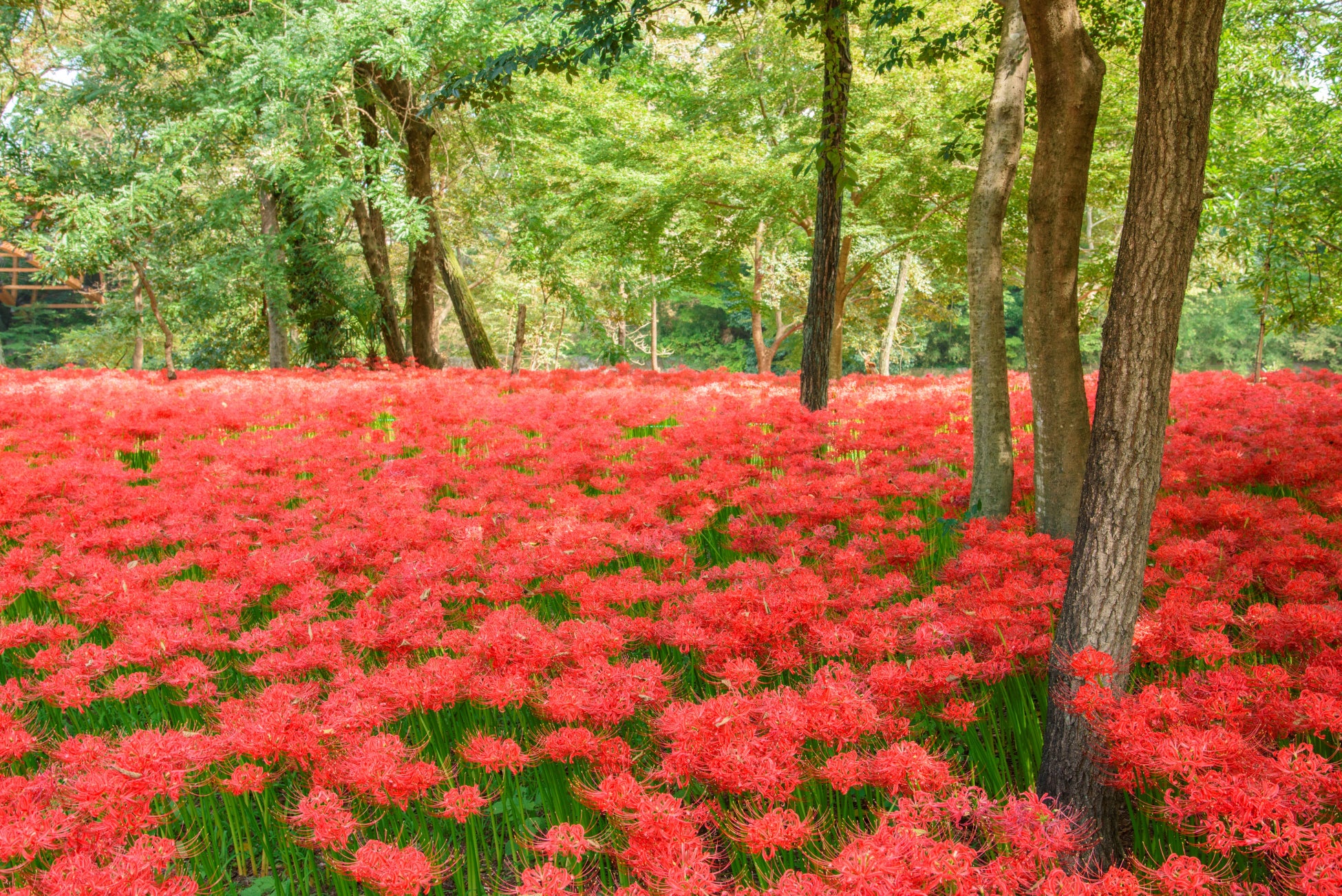 休暇村奥武蔵では、「巾着田曼珠沙華の里観賞体験宿泊プラン」を9月24日より販売開始　～専用バスで直行、約500万本の曼珠沙華が織りなす赤い絨毯を満喫～