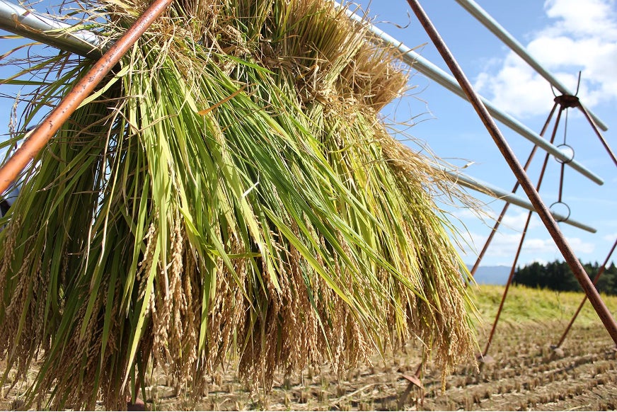 【新日本海フェリー】新造船「けやき」の就航を記念としたスペシャルなグリルメニュー発表