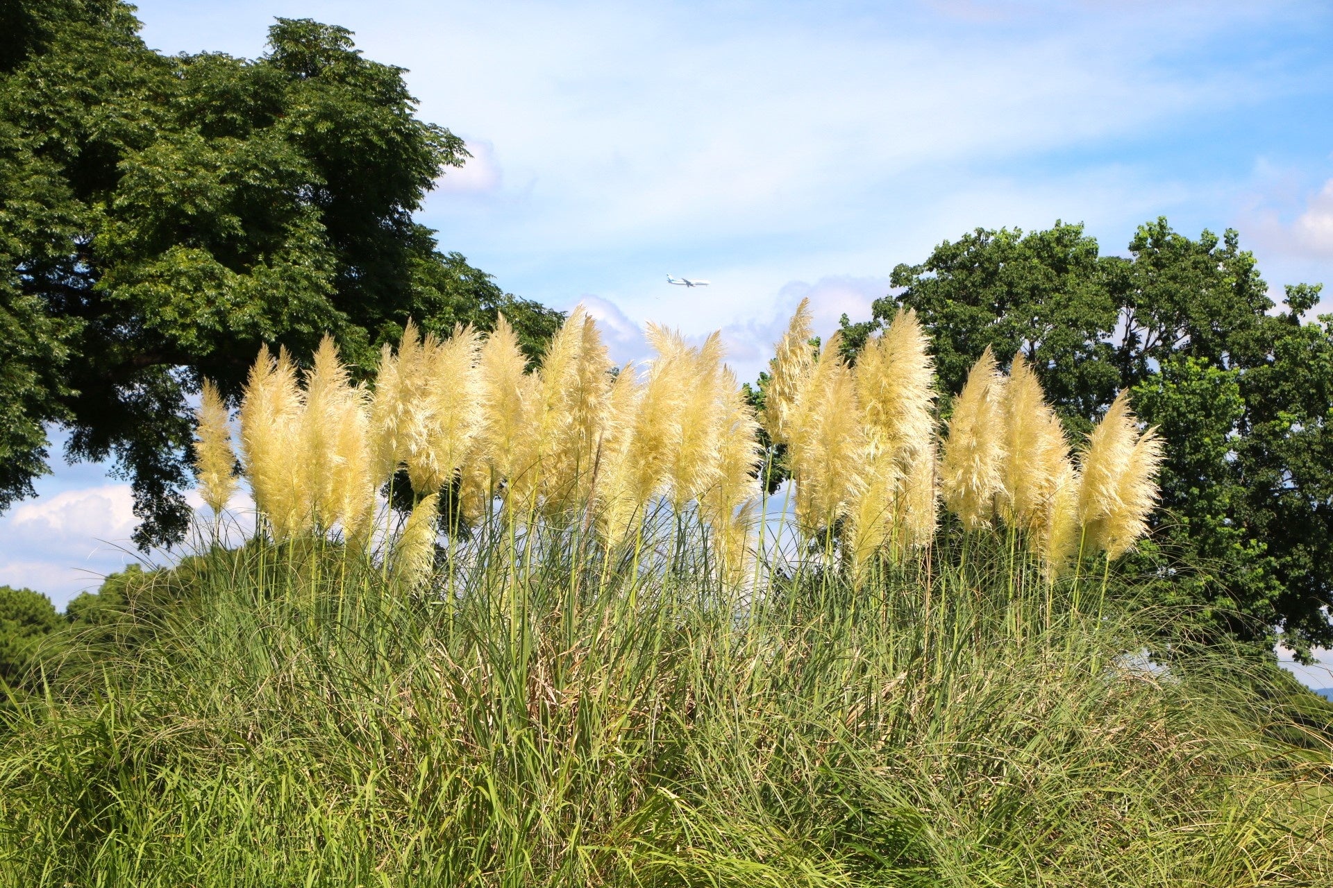【東京ドームホテルのお正月】名誉総料理長監修の感謝を込めた豪華おせち料理。国産牛やフォワグラ、オマール海老を贅沢に使用した2種を10月1日より予約開始