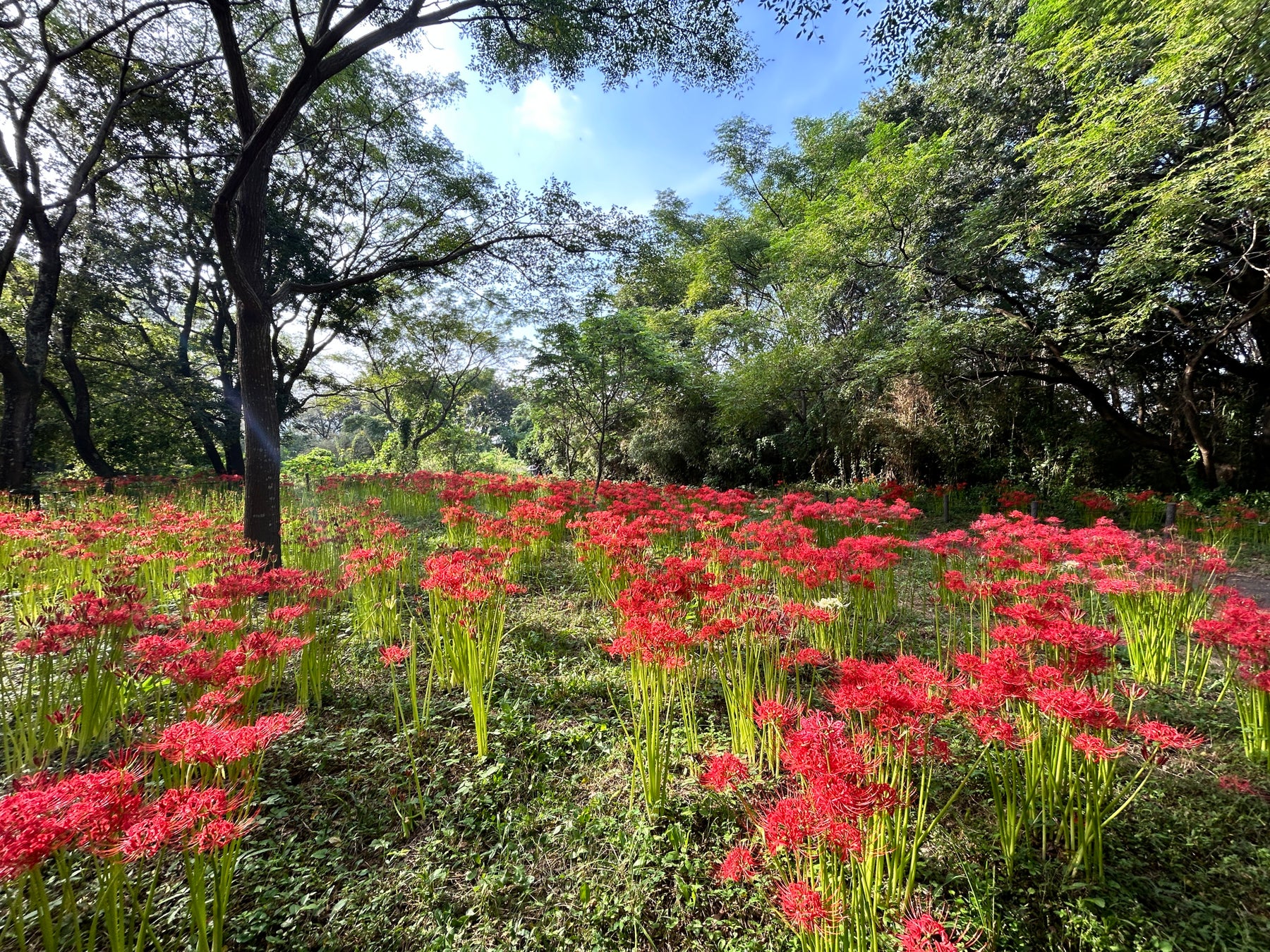 夜空に浮かぶ満月をイメージした十五夜のお月見スイーツ お月見タルト