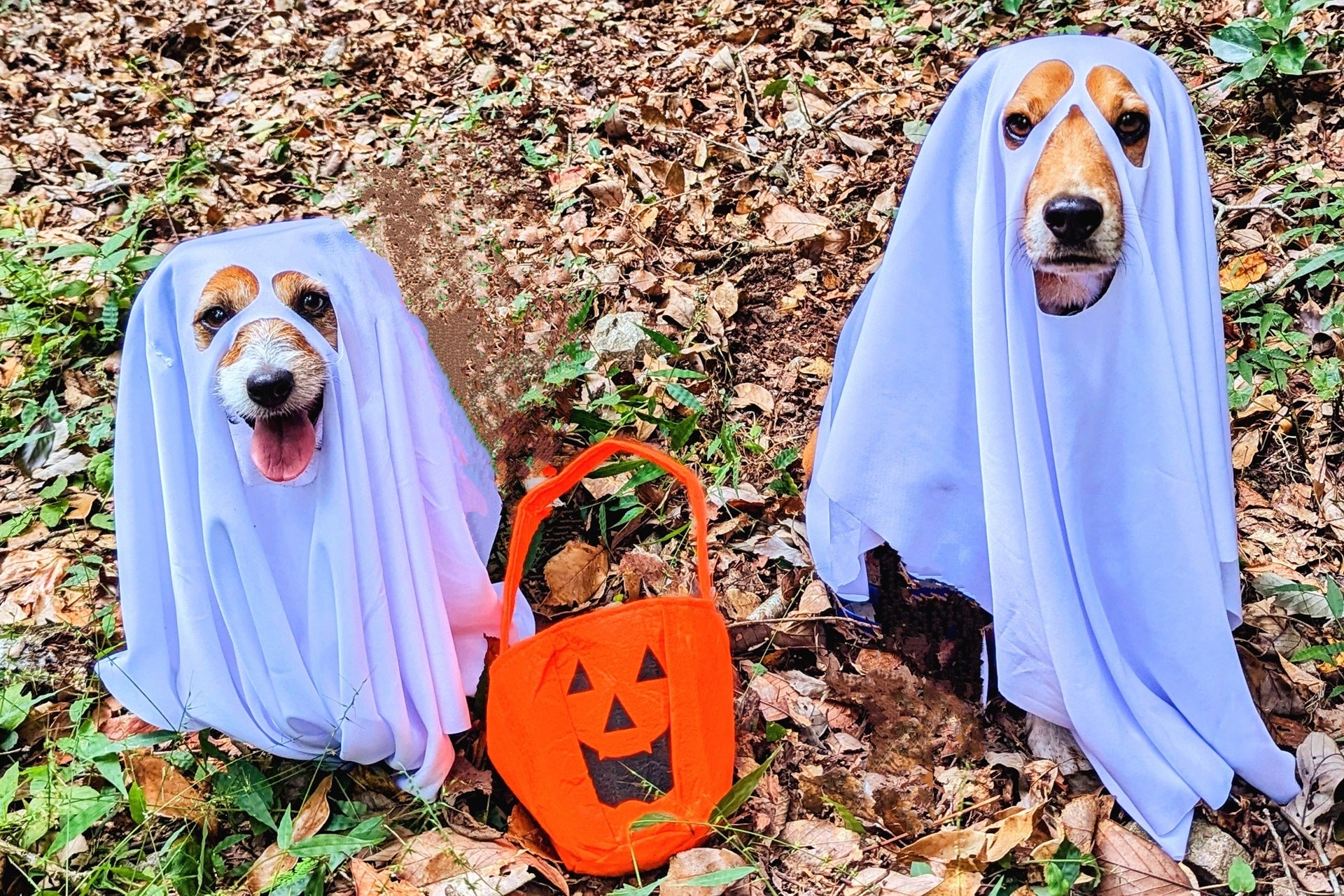 今年も国内外の代表にゃんずが出揃い、いよいよ頂上決戦へ！WEB投票も可能！グッズ化をかけた本選がついにスタート！「MOCHAにゃんず総選挙2025」