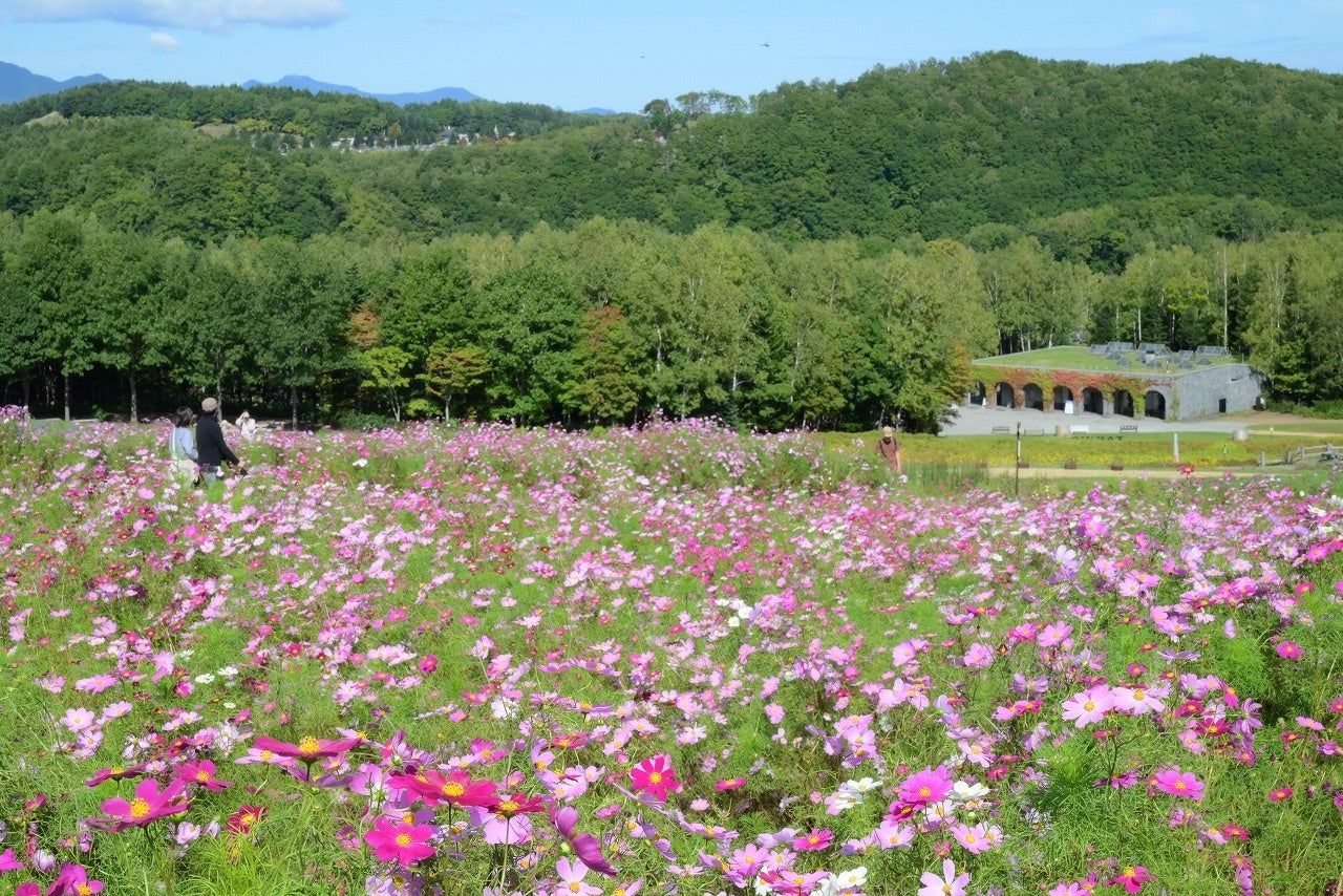 【心弾むカラフルな滝野の秋♪】コスモス引き続き見頃！＆「たきの紅葉まつり」10/4（土）～10/26（日）開催！（国営滝野すずらん丘陵公園）