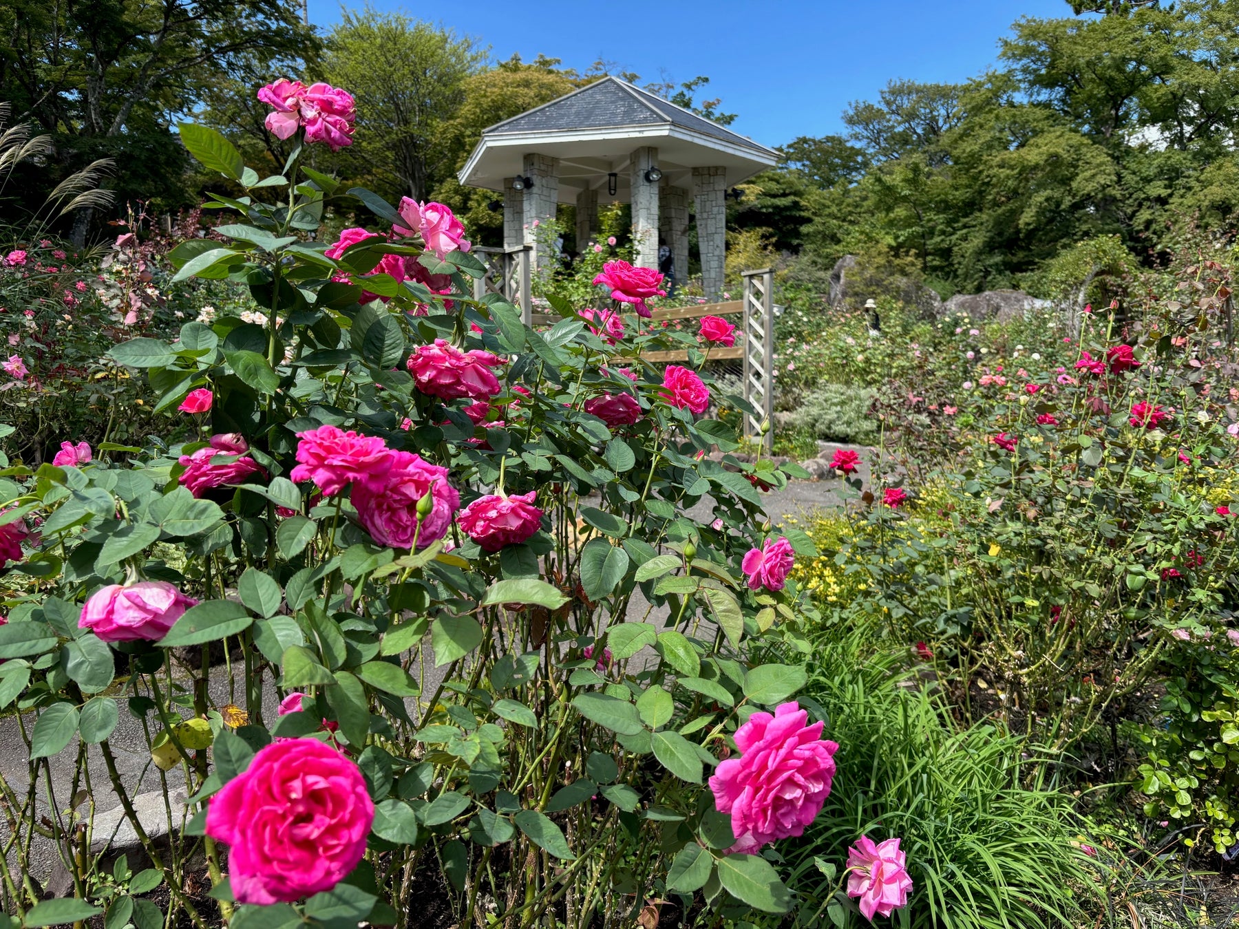 550万球の光が織りなす幻想。時之栖イルミネーション2025-2026「ひかりのすみか」が10月11日(土)より開催決定!!