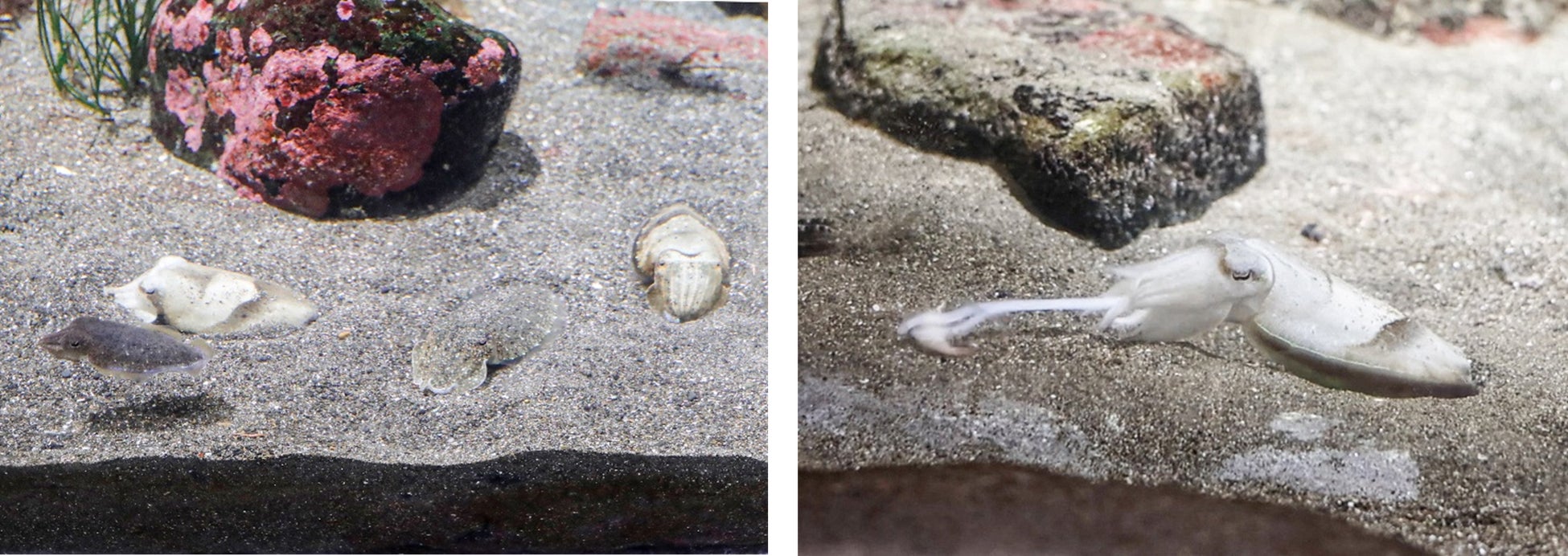 2025.11.20(木)キンタロー。爆笑ものまねディナーショー 開催。