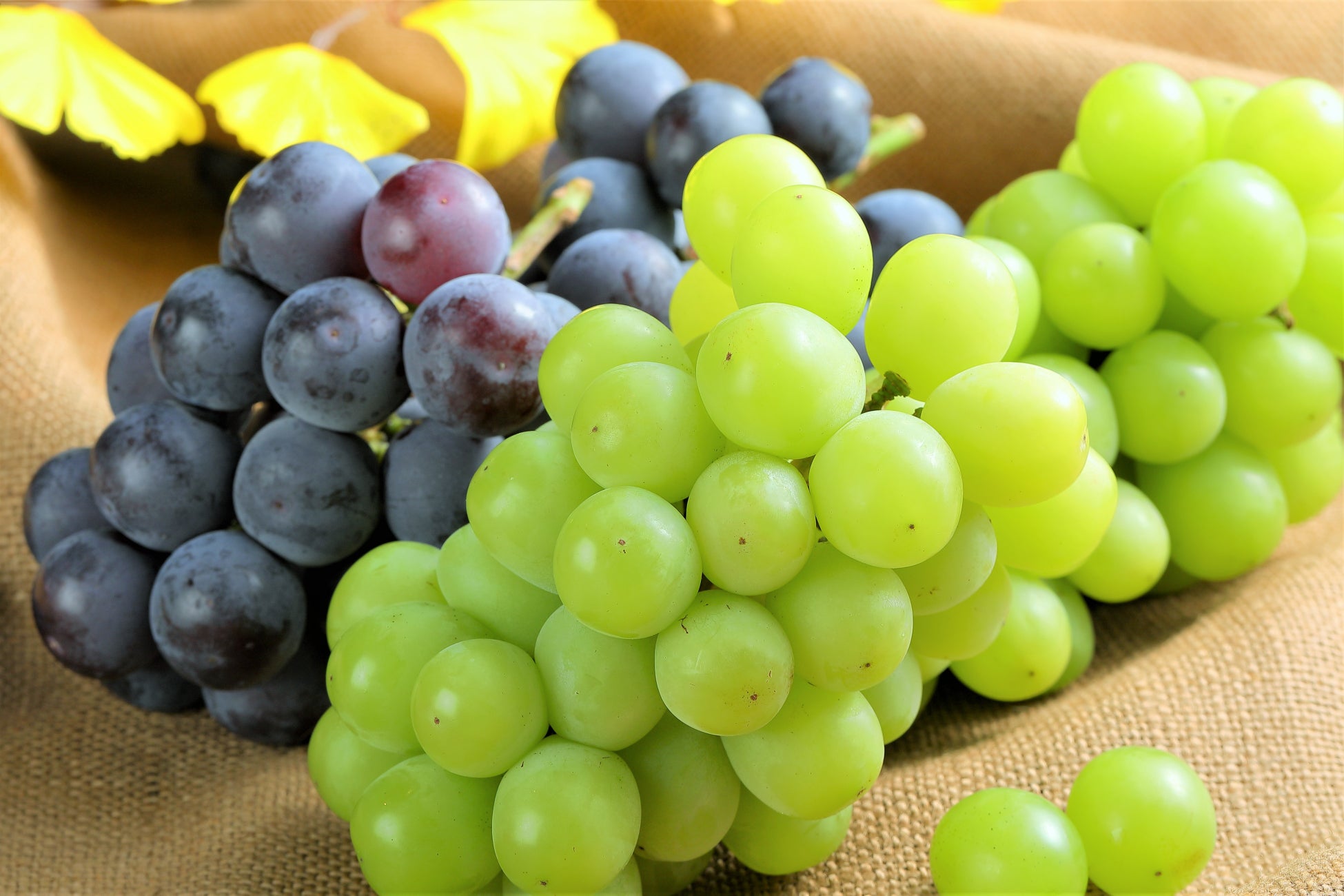 創業70余年の菓匠・長良園が提案する新しい味わい 鵜飼せんべいに新シリーズ「Lukka」が登場