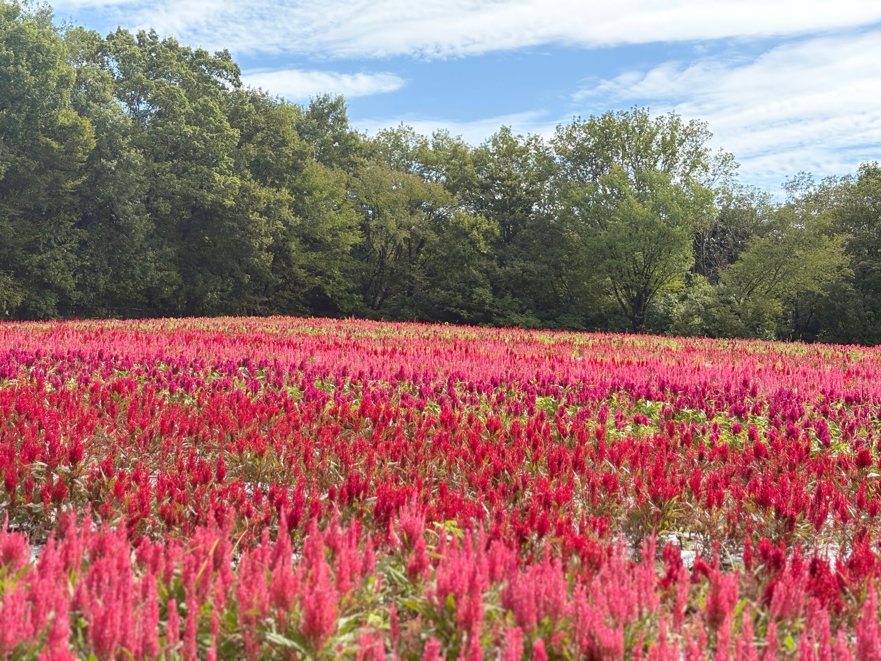 一石三鳥グループ、初のM&A店舗「鮨 すずめ」を麻布十番にオープン