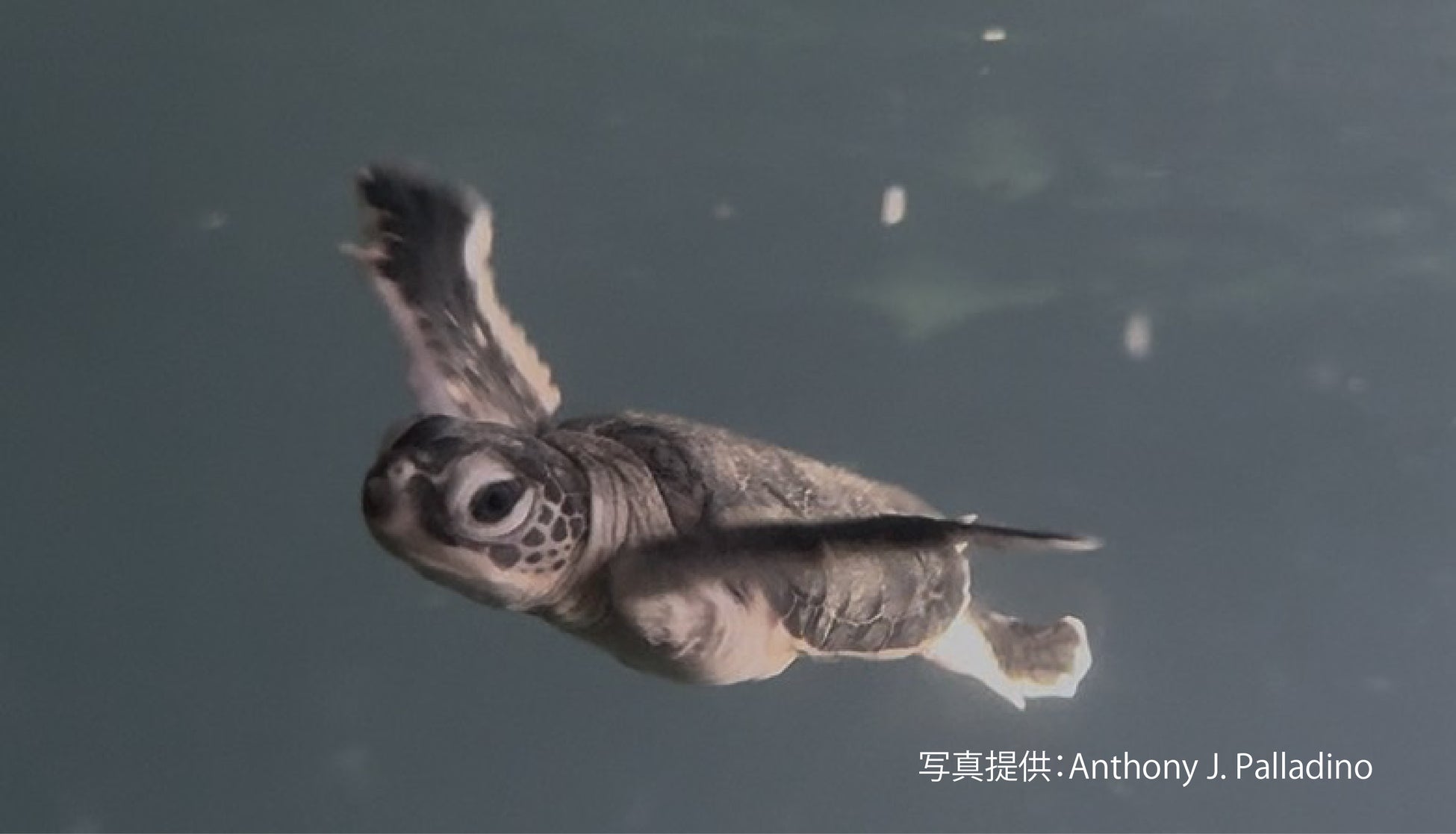 【鴨川シーワールド】ポイントプログラム会員証に55周年限定のデザインが新登場!どちらも開業記念日となる2025年10月1日(水)よりスタート!!