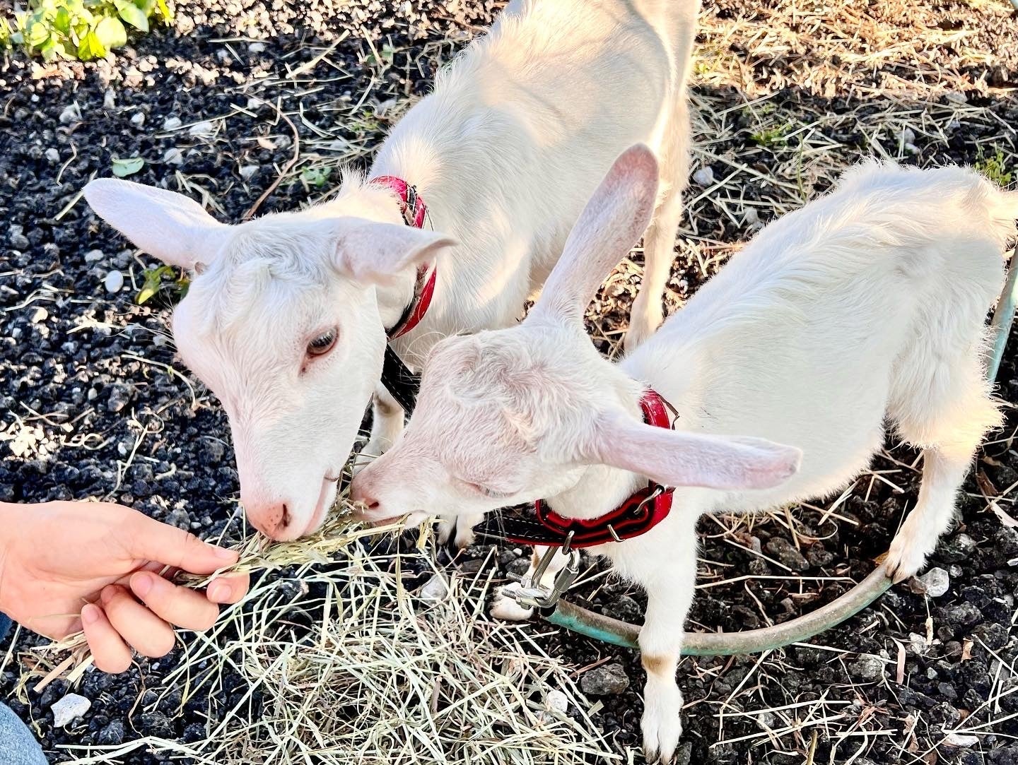 いよいよ開幕！餃子好きを虜にする「クラフト餃子フェス NAGOYA 2025」の楽しみ方ガイドを大公開！