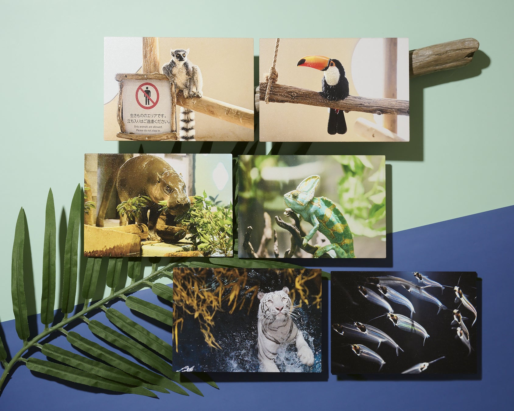 生きているミュージアム NIFREL（ニフレル）のいきものたちの姿を立体化した「PENON タッチミー！ウッドポストカード」ニフレル内ミュージアムショップにて限定発売