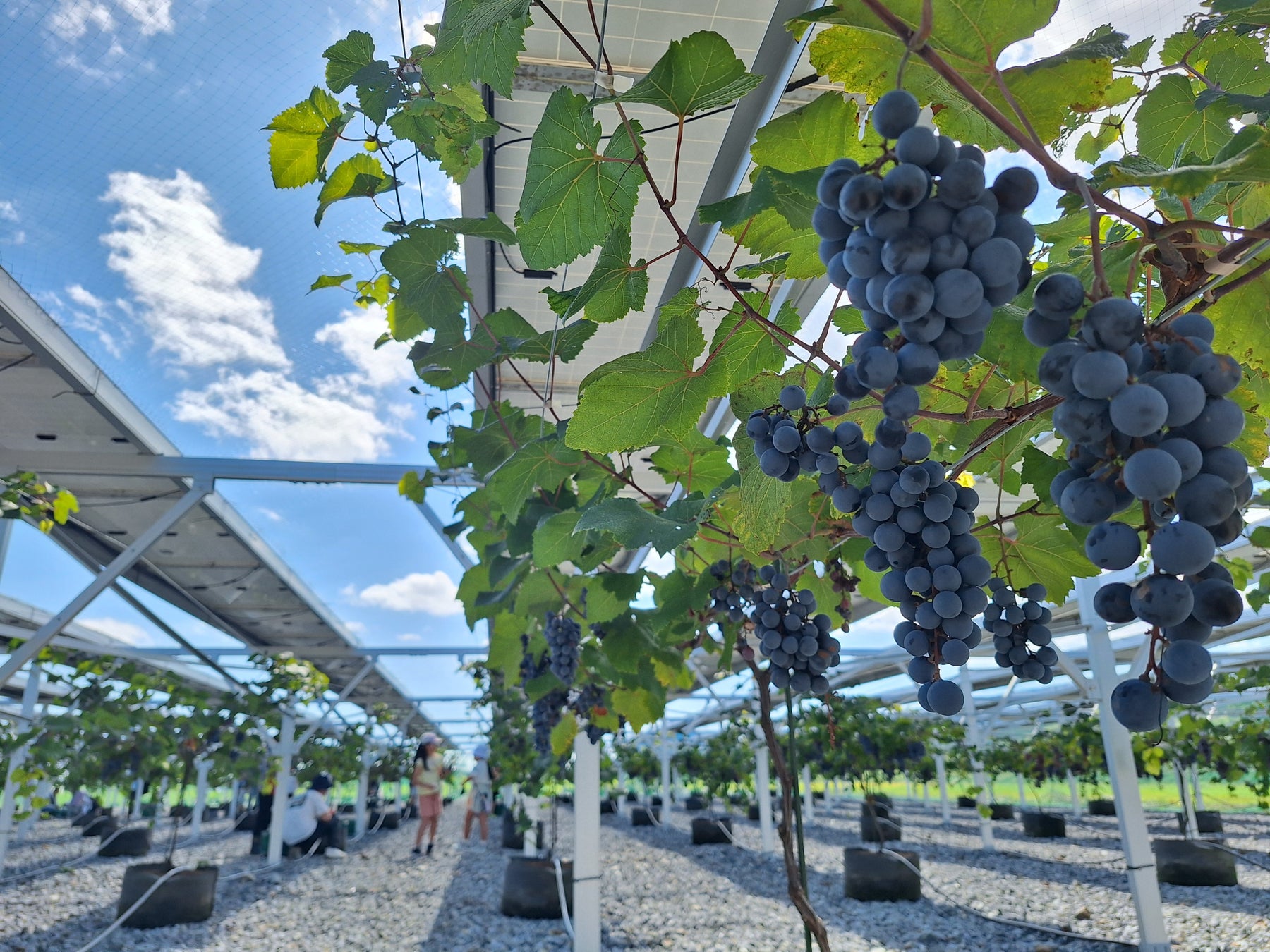 「陸前高田ワタミオーガニックランド」ぶどうの収穫祭を開催し、昨年比5倍以上の収穫！来年3月にはワタミオーガニックランド産のワインが完成！