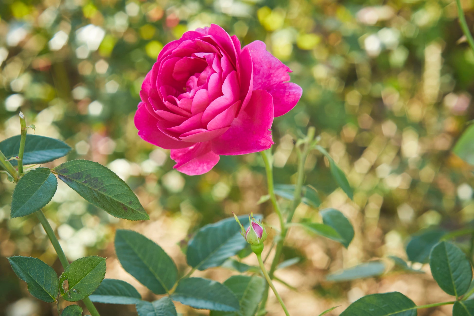 【チャプター京都 トリビュートポートフォリオホテル】Art & Well-being 「命の色」京藍を体験できる宿泊プランのご案内