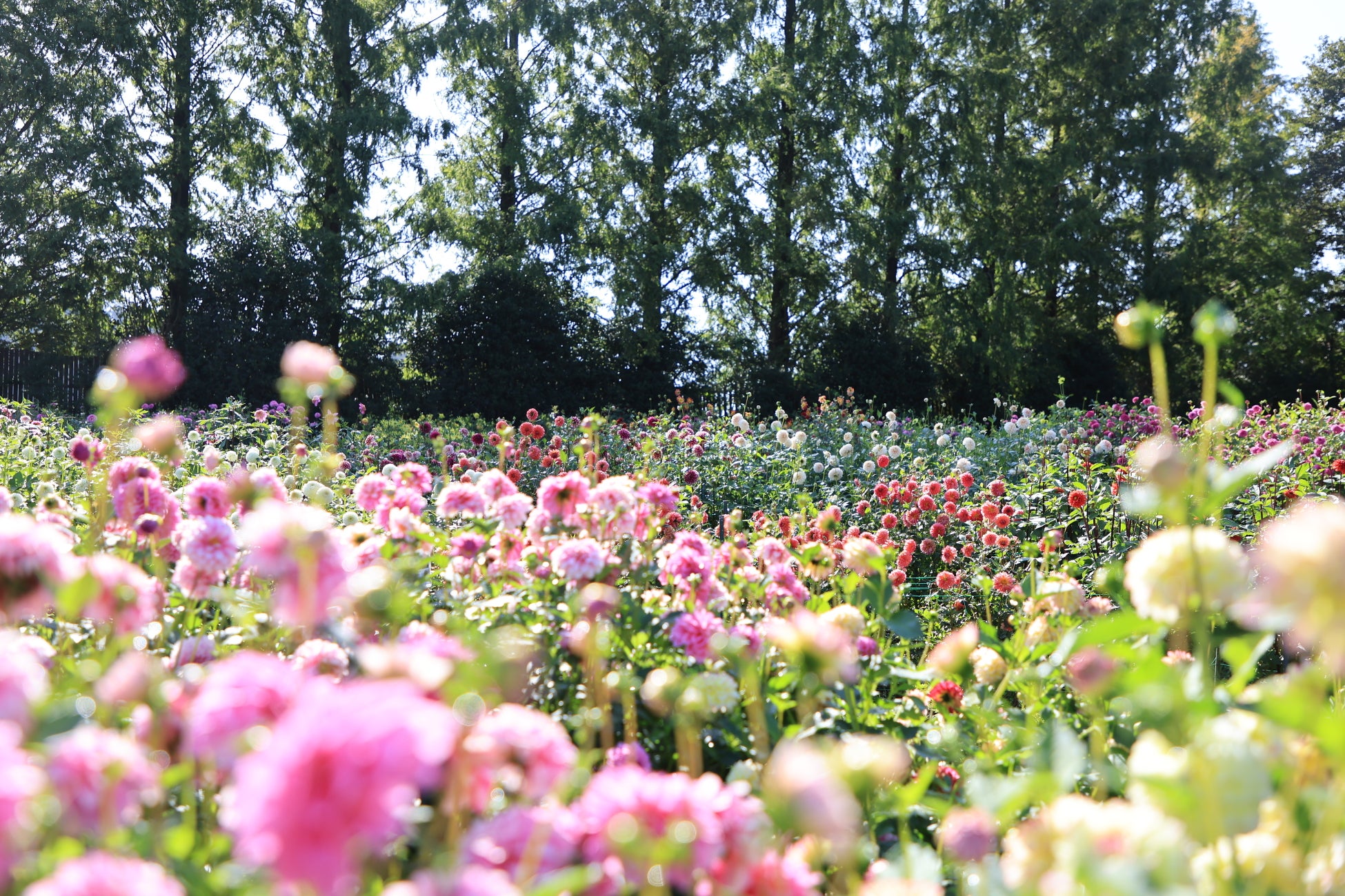 沖縄南部のラグジュアリーリゾート「琉球ホテル&リゾート 名城ビーチ」にて30万球の光が煌めく「月夜のワンダーイルミネーション」を今年も開催!