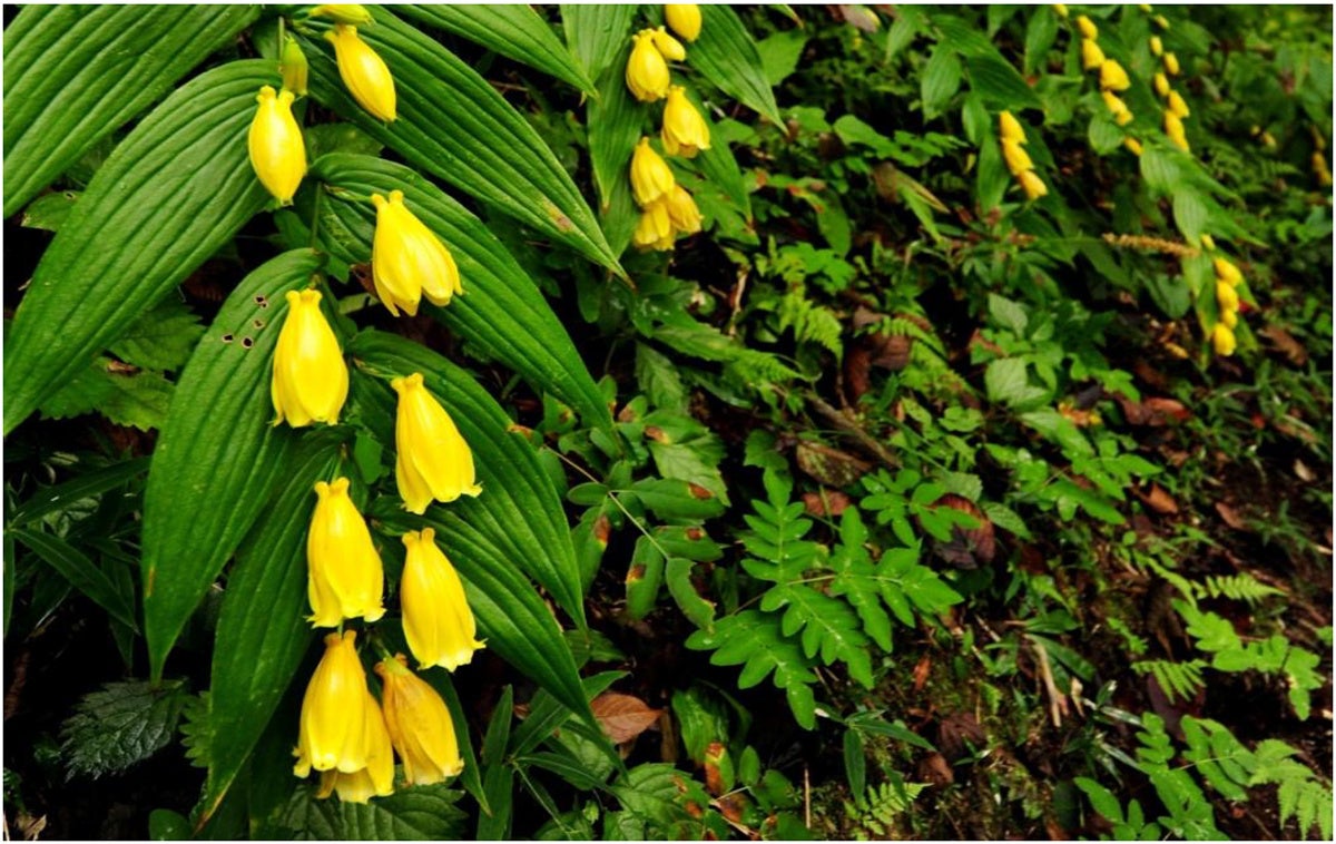 【日本モンキーパーク】ステージショーなど秋のイベントを多数開催！2025年10月4日（土）～11月30日（日）＜愛知＞