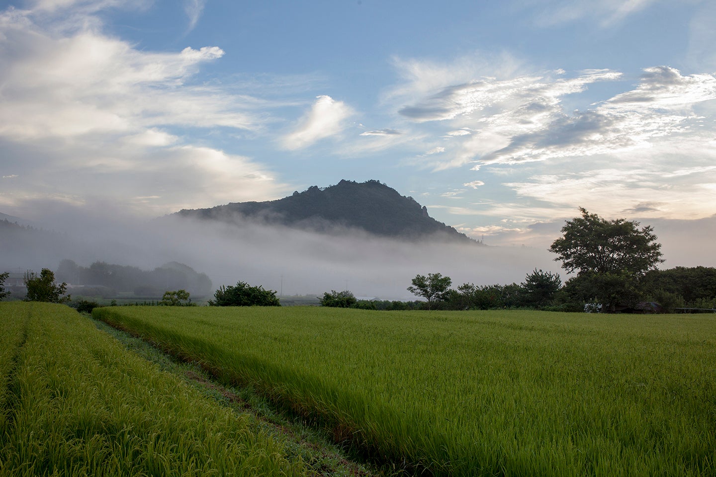 島根県松江市発、願掛け菓子「芳一ちぎりマシュ饅頭」登場