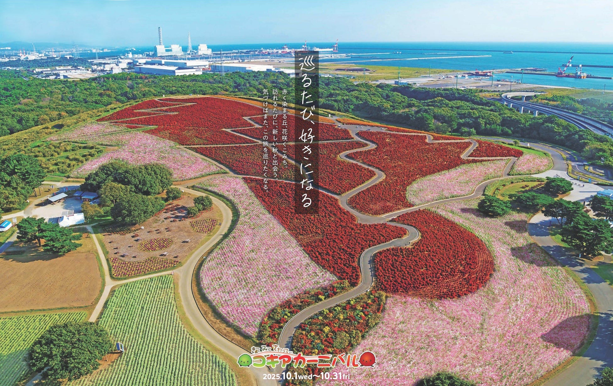 「きて みて さわって コキアカーニバル」が開催中！（国営ひたち海浜公園）