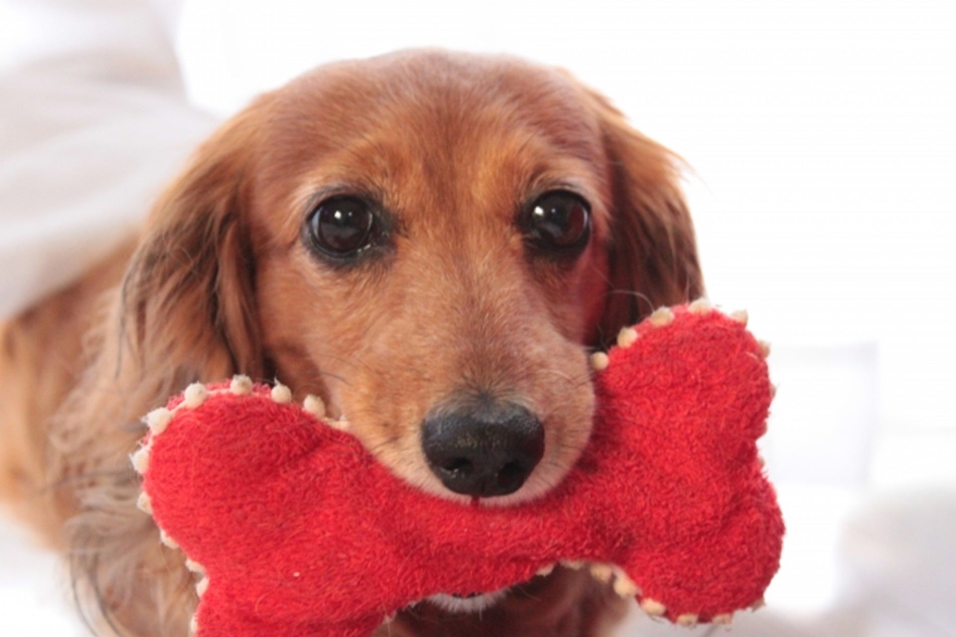 群馬県・赤城山の鳥居峠に、「ほぼ日」の新しい場所「ほぼの駅 AKAGI」がオープンします!