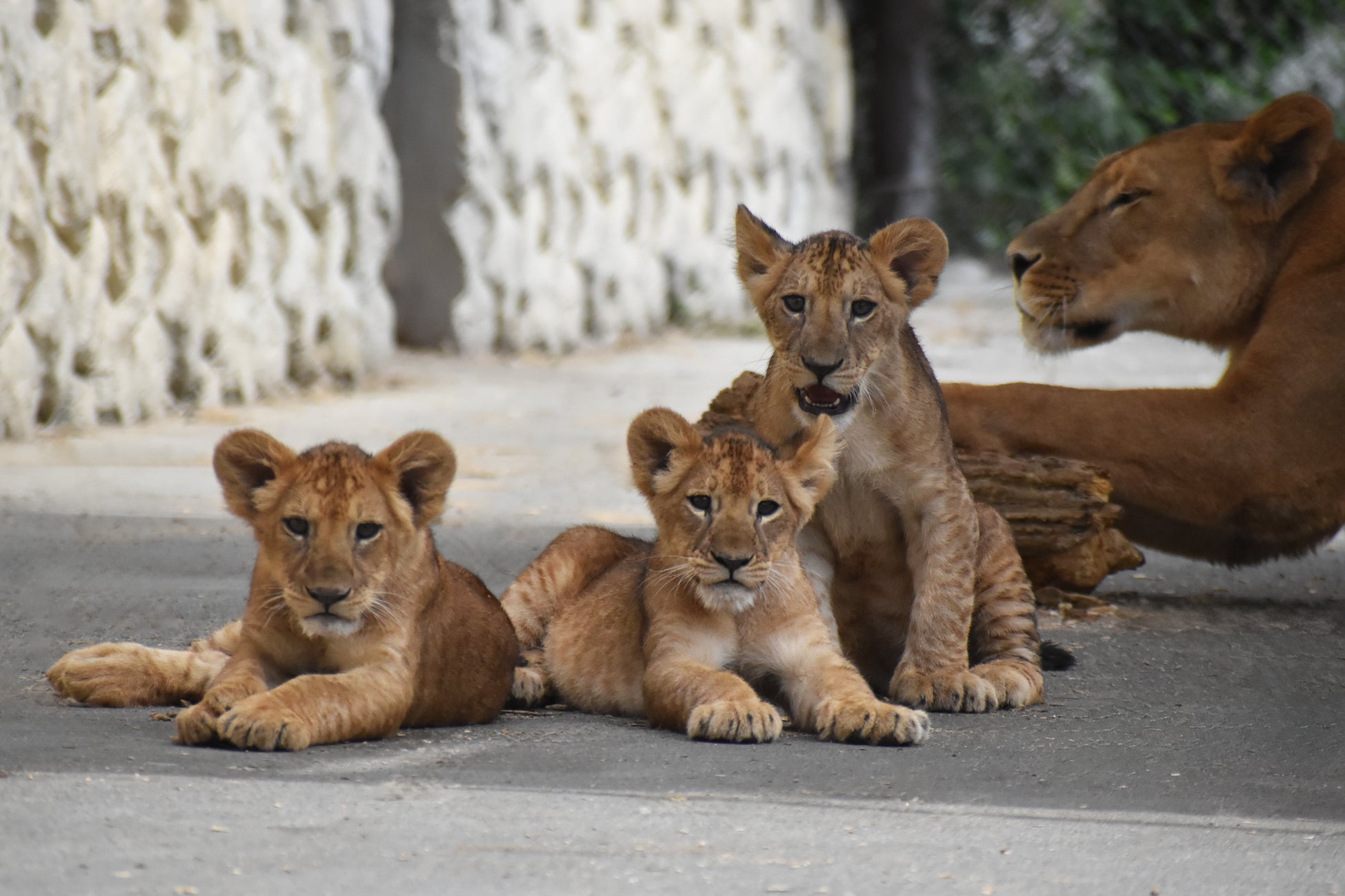 新潟県民限定！秋のサファリを特別料金で楽しむ10日間（県民割）