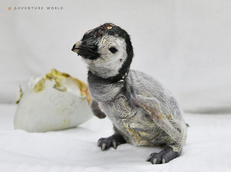 未来へつなぐ、いのちのバトン９月３０日（火）エンペラーペンギンの赤ちゃんが４年ぶりに誕生しました！１０月６日（月）よりペンギンベース１階で公開