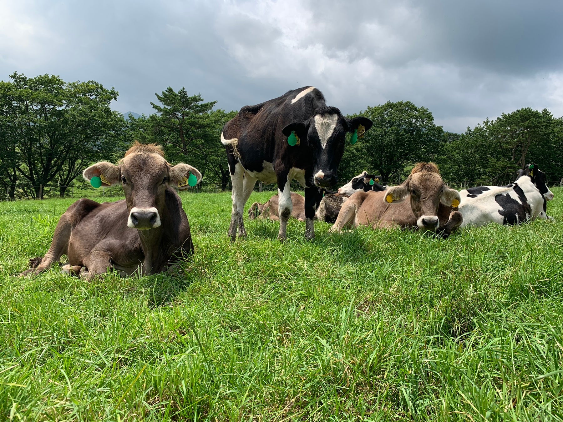 日本一のマリーゴールド畑ができました!