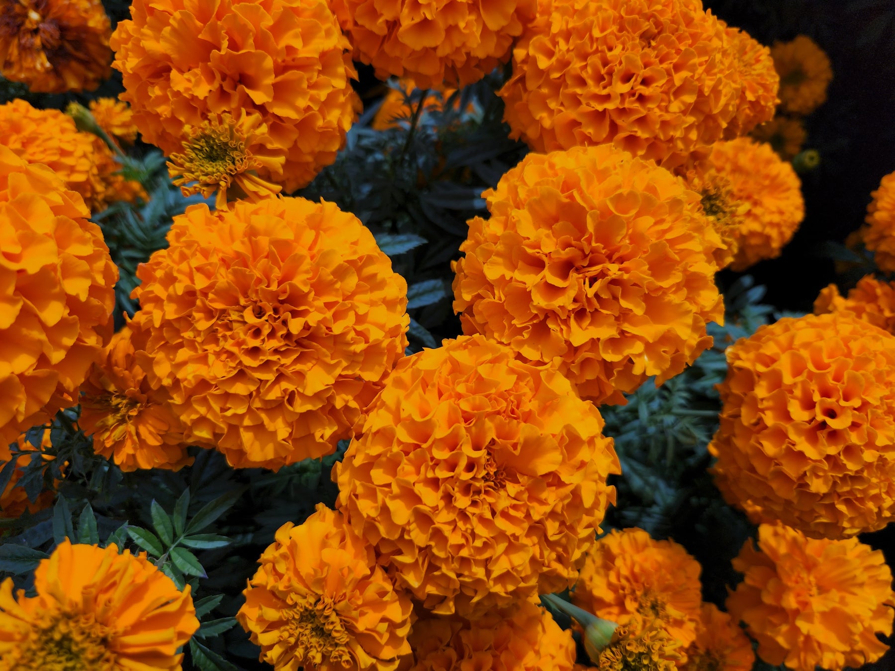 日本一のマリーゴールド畑ができました！