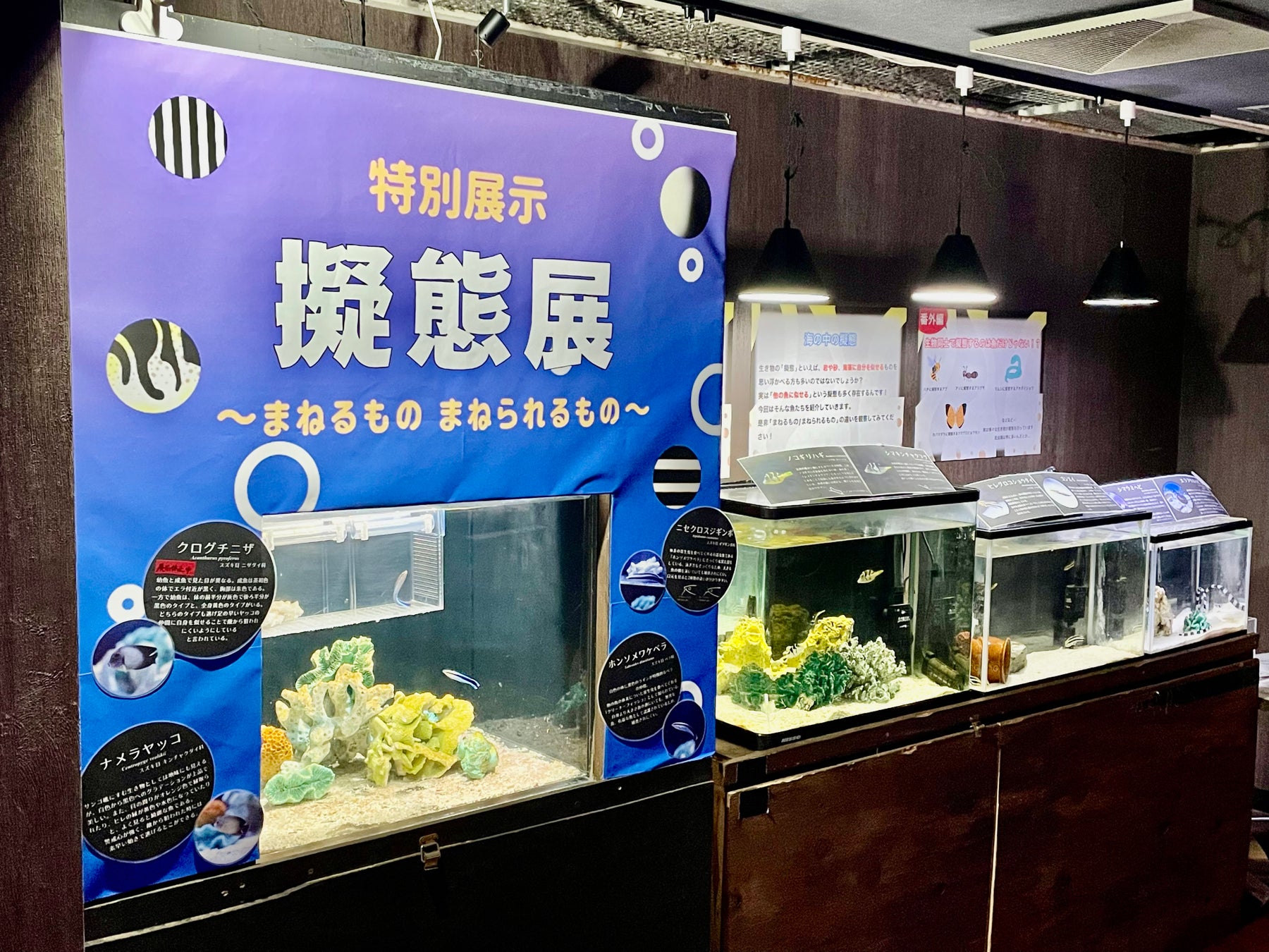 【バンタカフェ】あたたかな冬の沖縄で、星空とイルミネーションが織りなす幻想的なナイトイベント「イルミーバンタ 海辺の夜あかり」開催