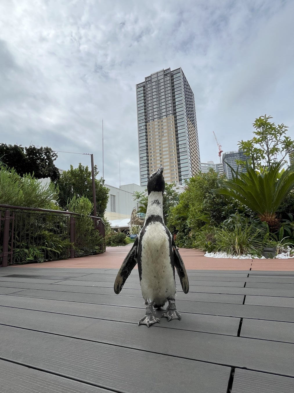 祝!開業7周年『屋内・冒険の島ドコドコ 立川髙島屋S.C.』 10月11日(土)より記念キャンペーン開催! 抽選でオリジナルノベルティをプレゼント!