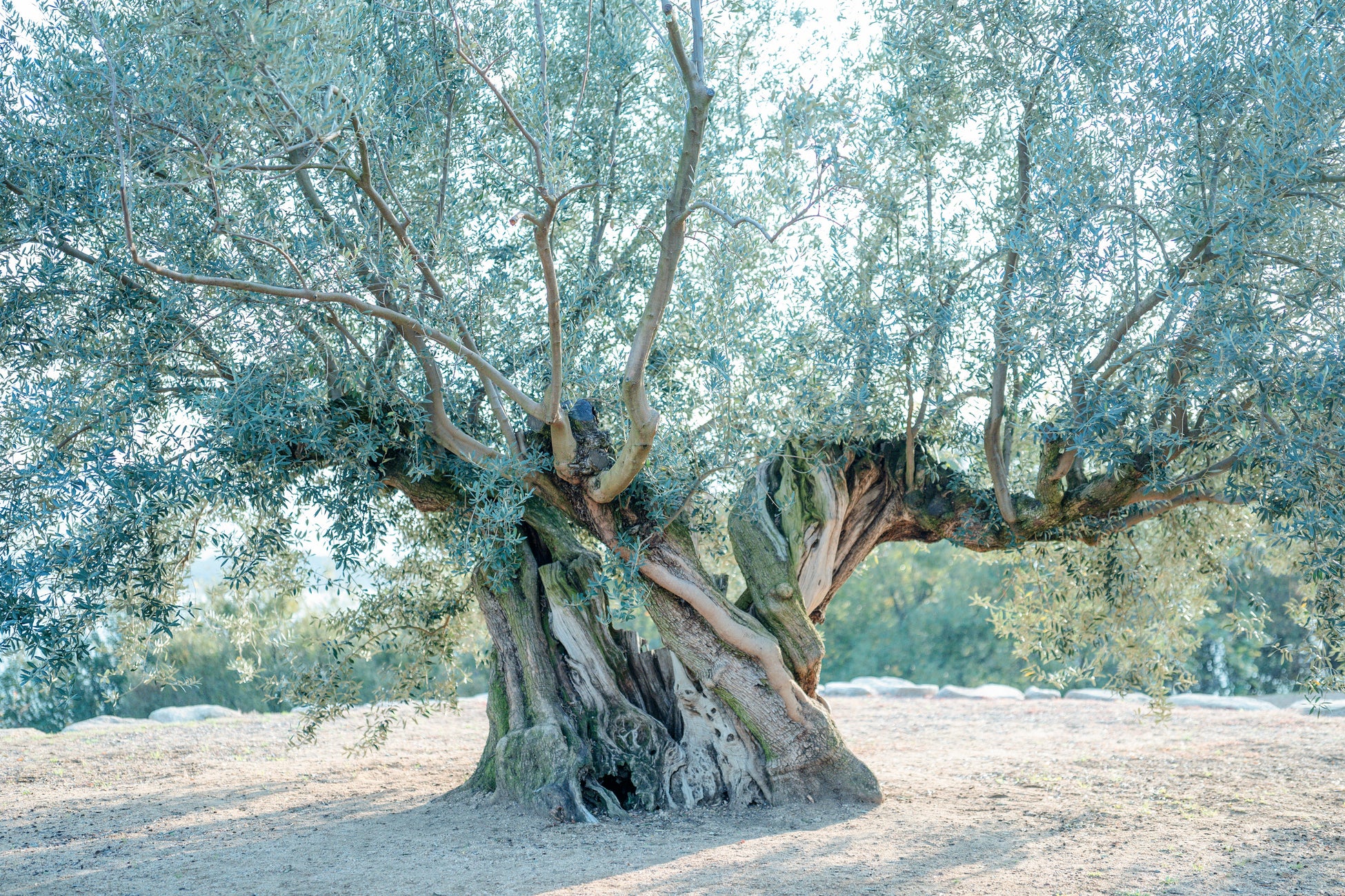 【都シティ 大阪本町】料理家 栗原心平氏コラボメニュー提供