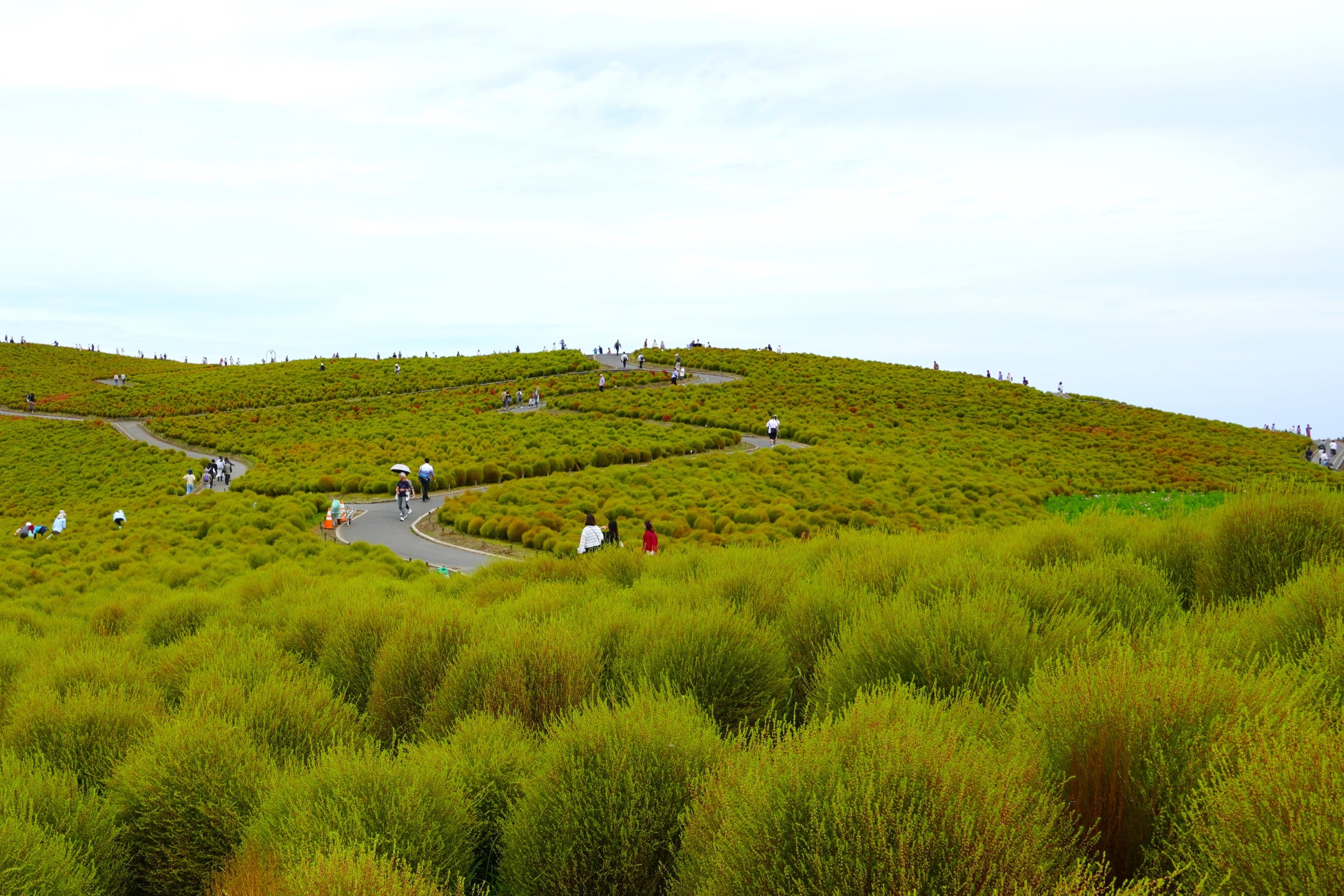 コキアまもなく「色づき始め」です（国営ひたち海浜公園）