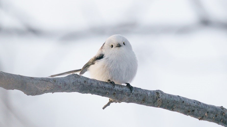 「ゴールデンカムイと北海道を楽しもう！supported by ウポポイ」開催中！ ウポポイで楽しめる園内企画をご紹介！オリジナルクッキーの抽選に参加できる「ゴールデンワゴン」のスケジュールも公開
