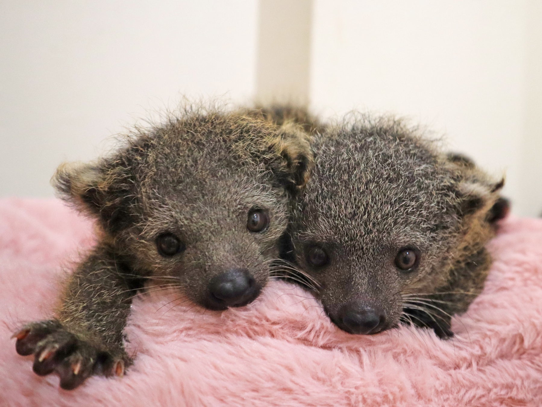 屋内型ふれあい動物園「アニタッチ MARK IS 静岡」で2025年8月24日（日）にビントロングの赤ちゃんが2頭誕生！